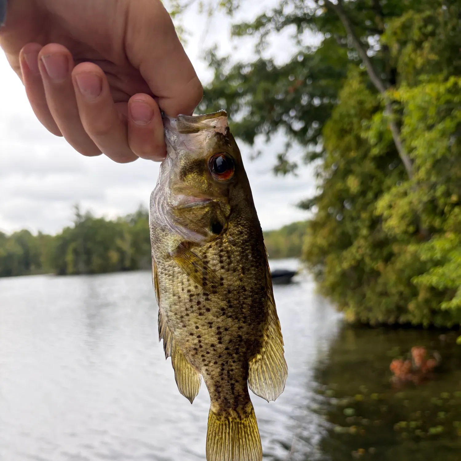 Rock bass caught on Fishbrain