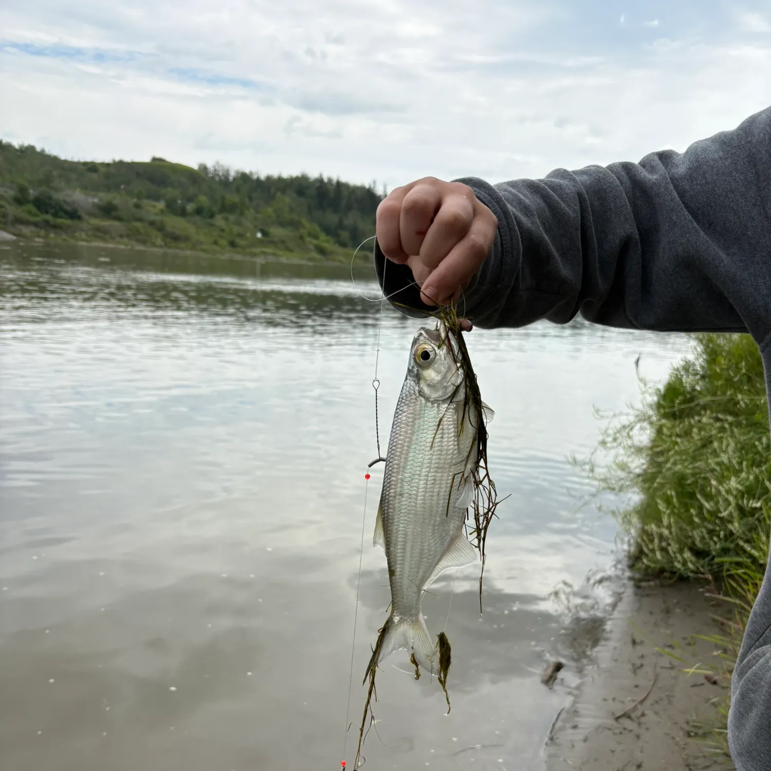 The most recent Goldeye catches on Fishbrain