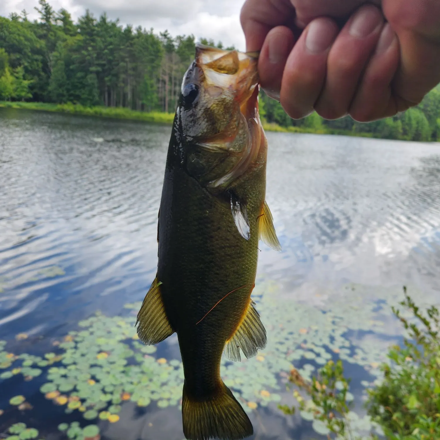 Largemouth bass caught on Fishbrain