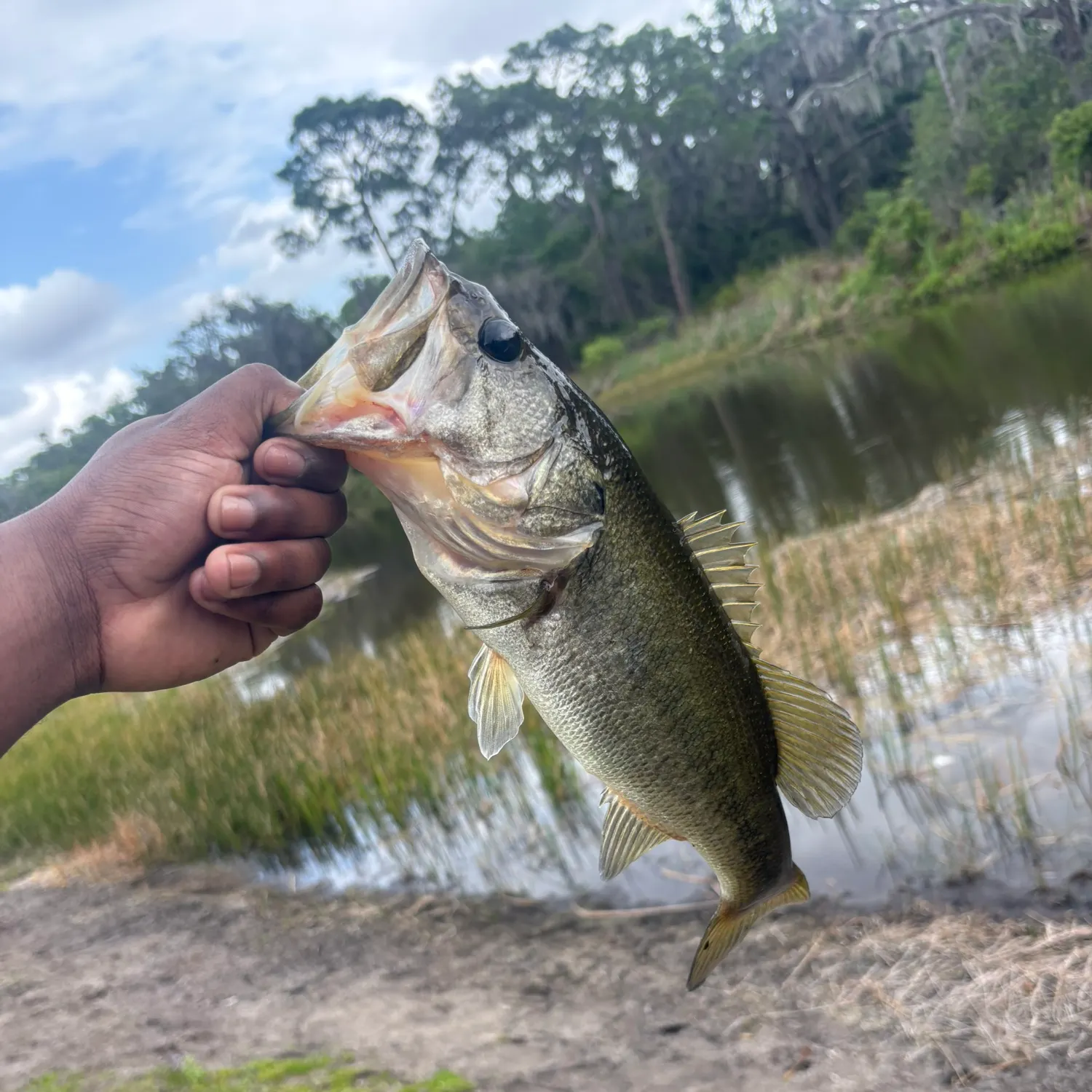 The most recent Largemouth bass catches on Fishbrain