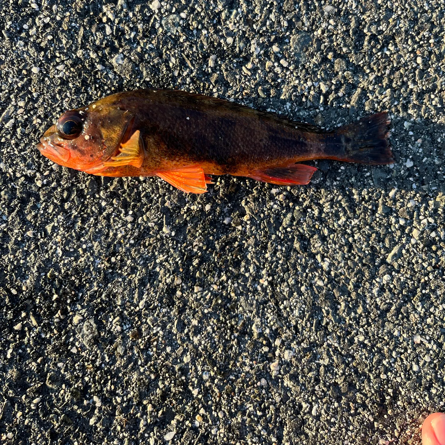 Yellowtail rockfish caught on Fishbrain