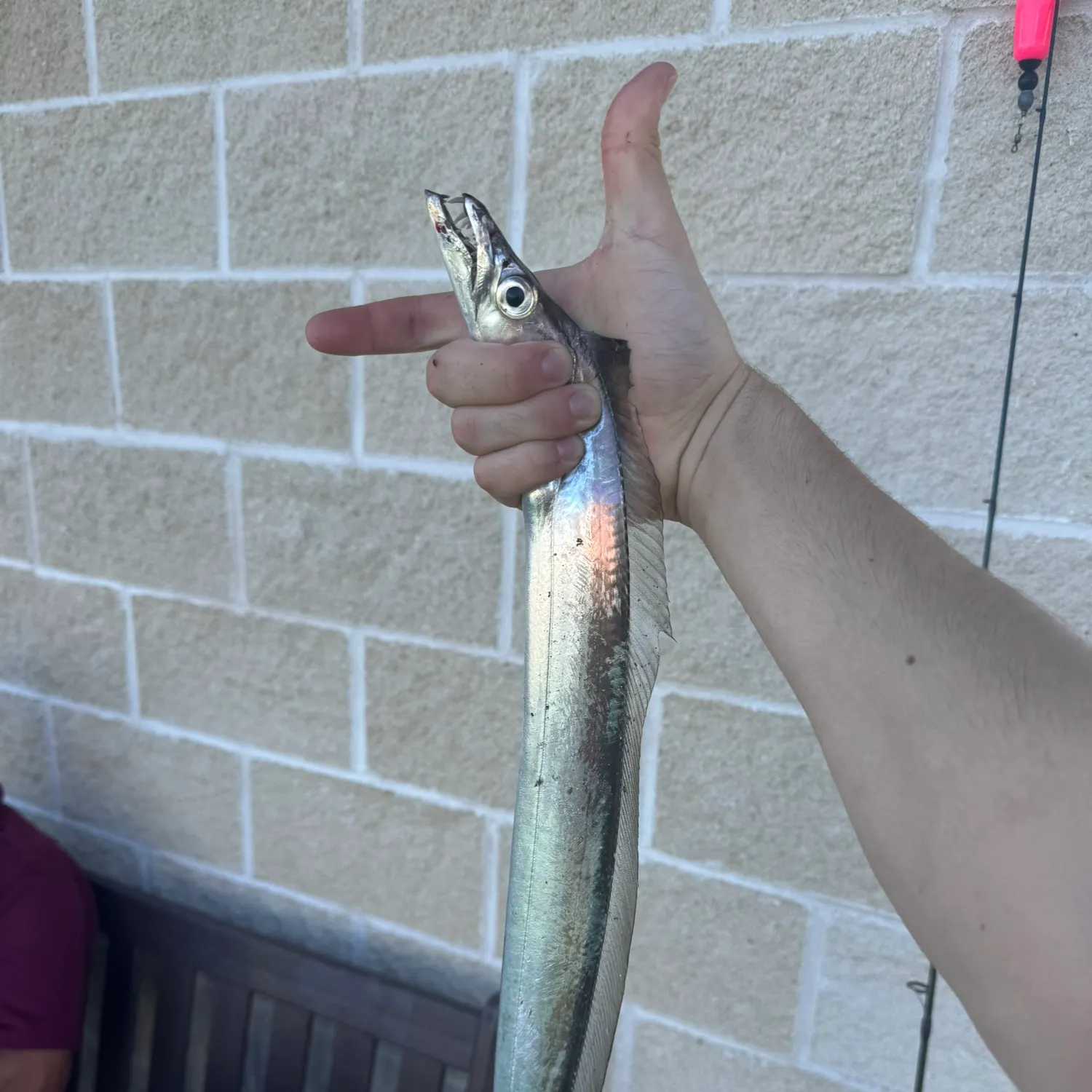 The most recent Atlantic cutlassfish catches on Fishbrain