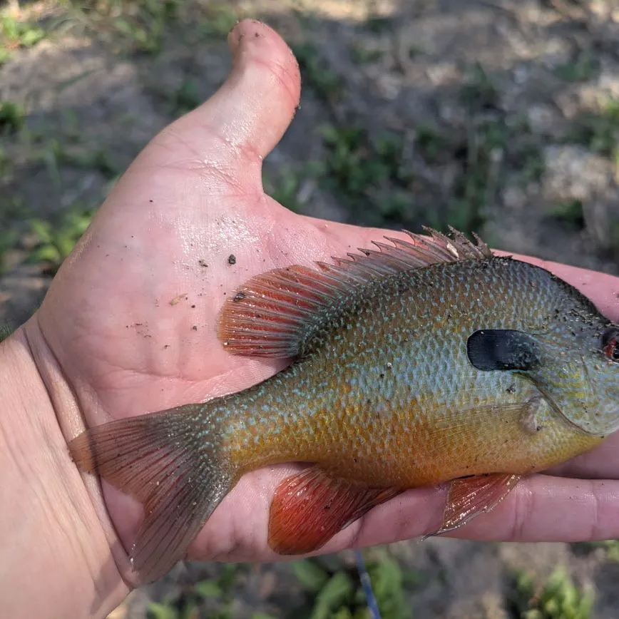The most recent Plains longear sunfish catches on Fishbrain