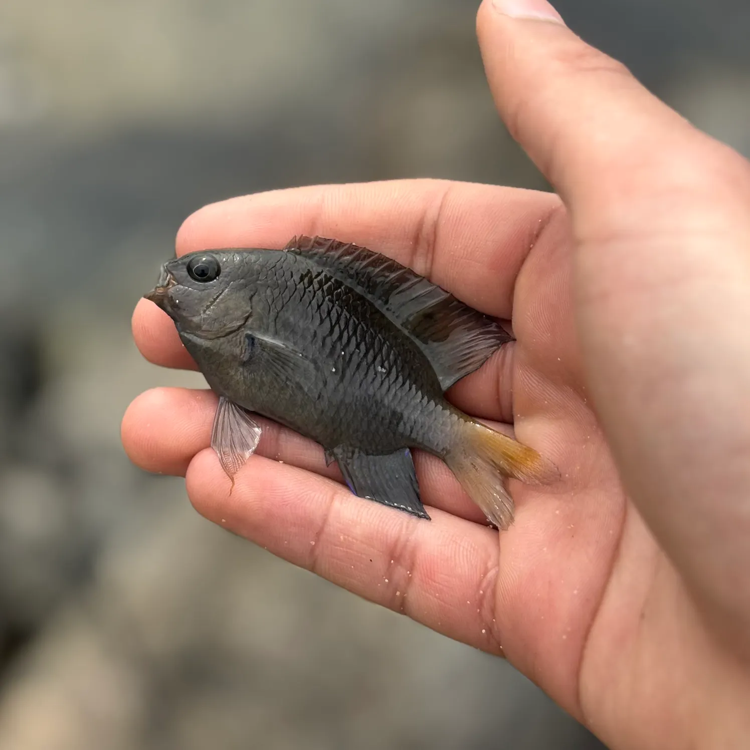 The most recent Beaugregory catches on Fishbrain