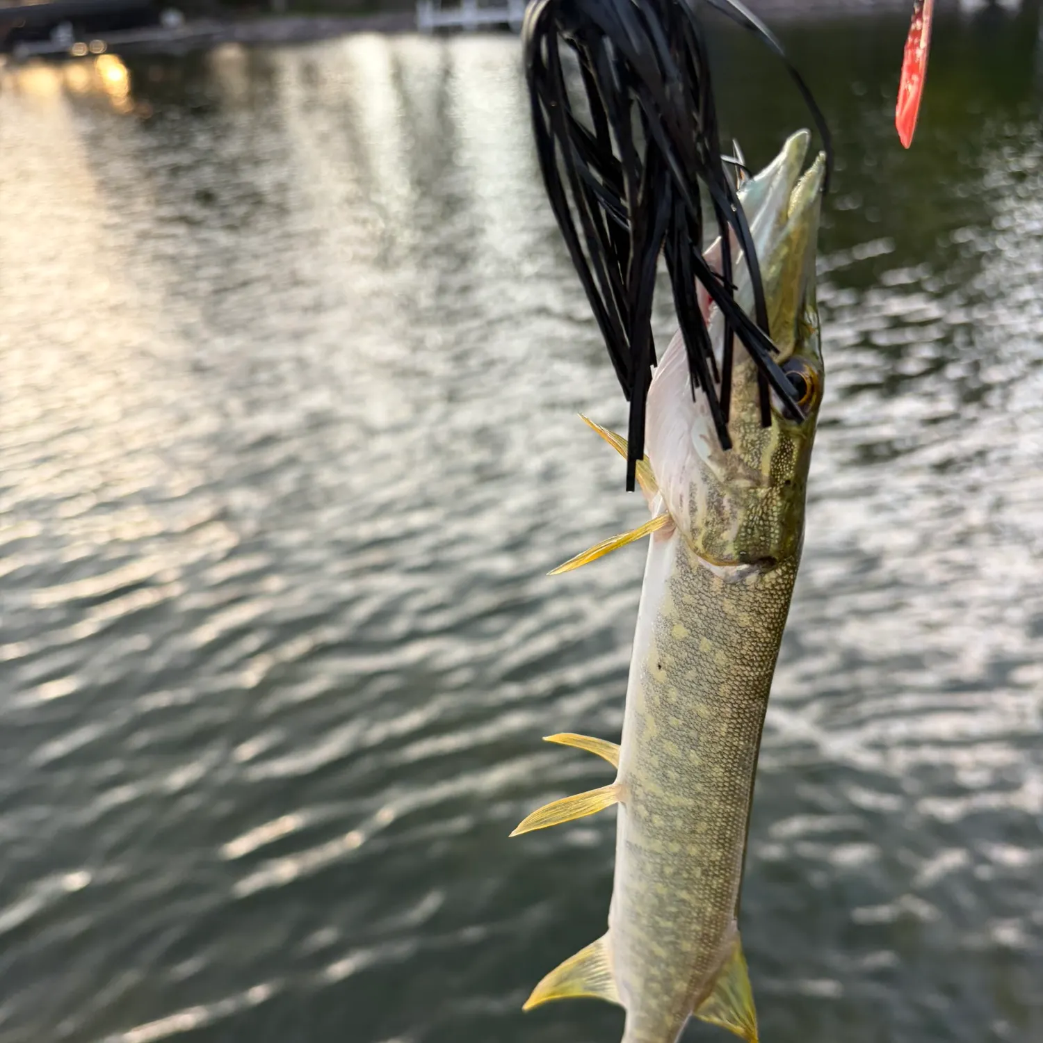 Muskie caught on Fishbrain