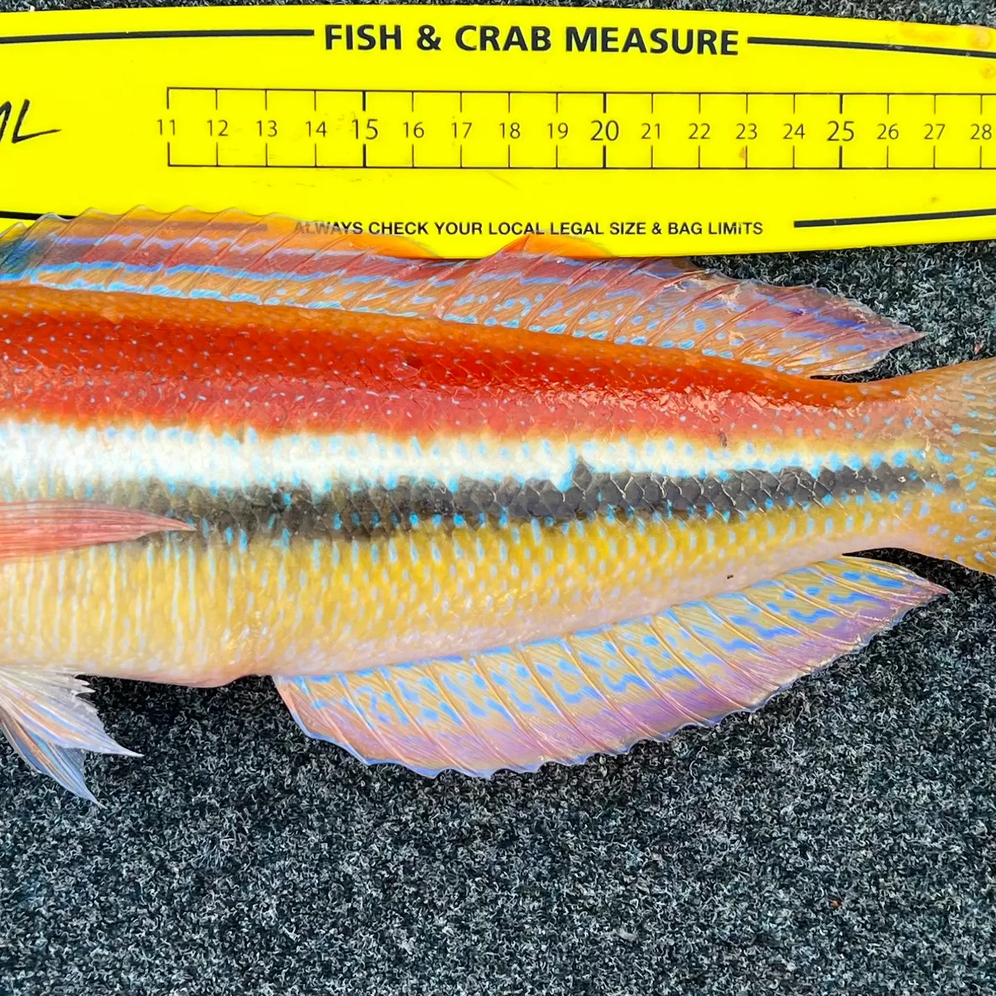 recently logged catches