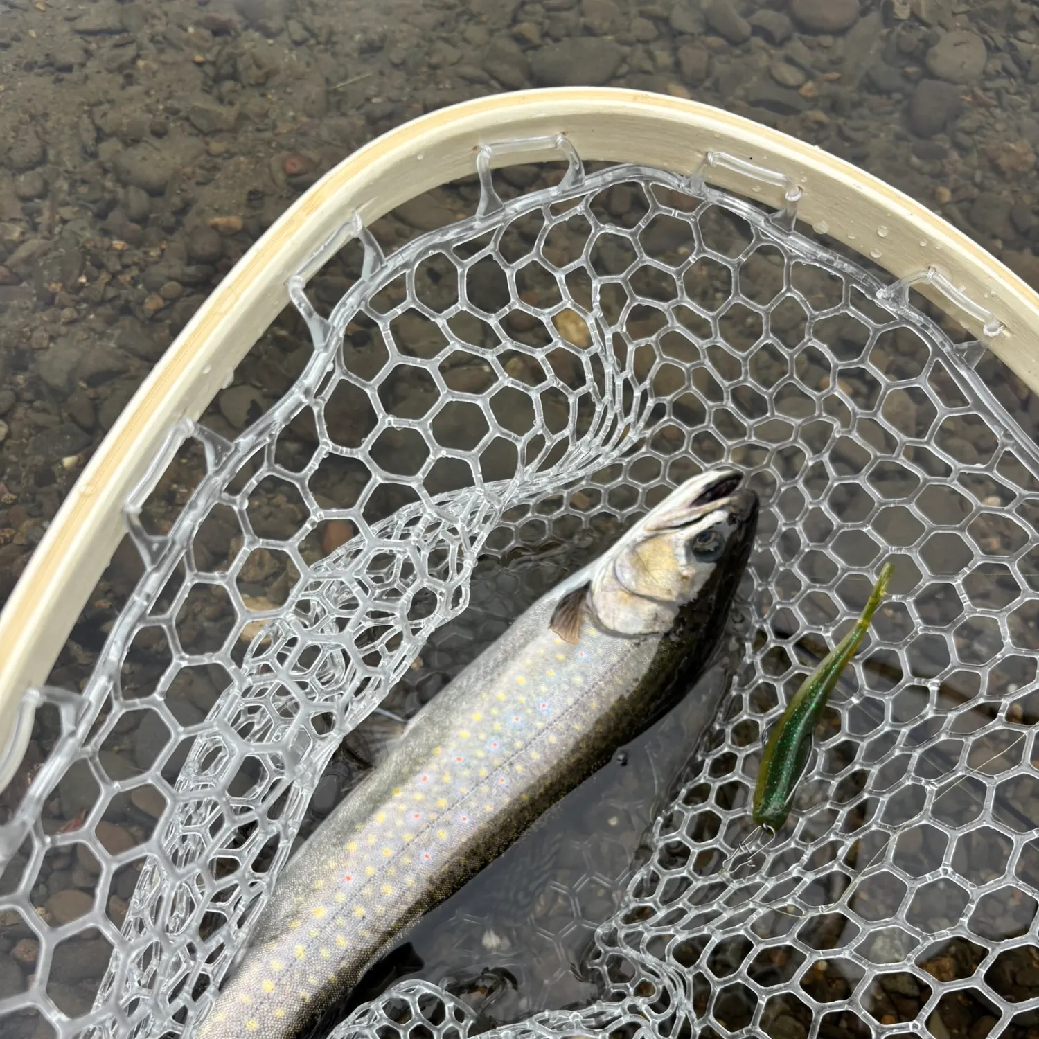 Brook trout caught on Fishbrain