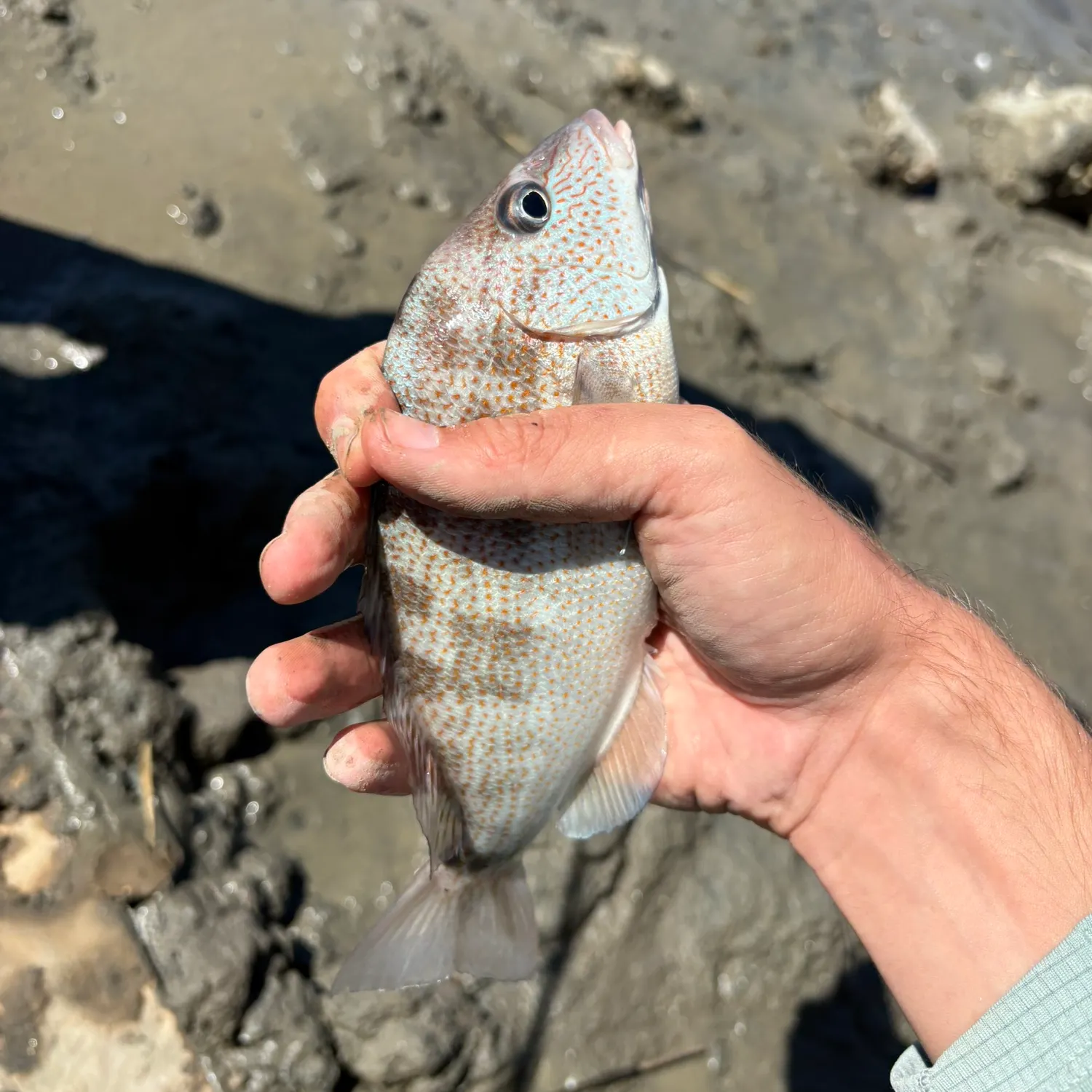 White grunt caught on Fishbrain
