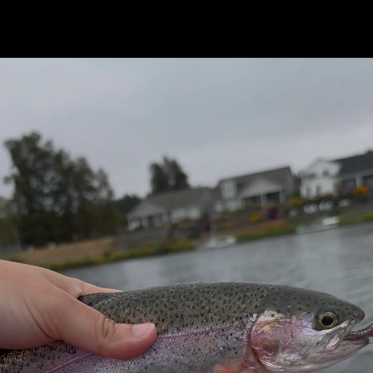 Rainbow trout caught on Fishbrain