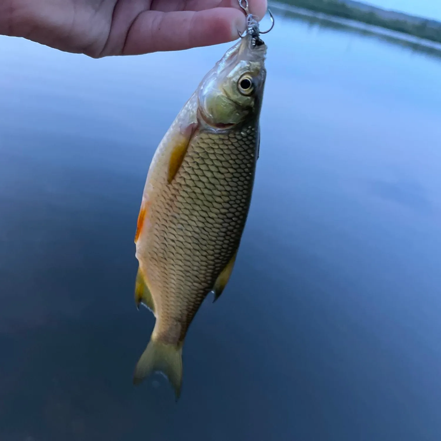 angler catch