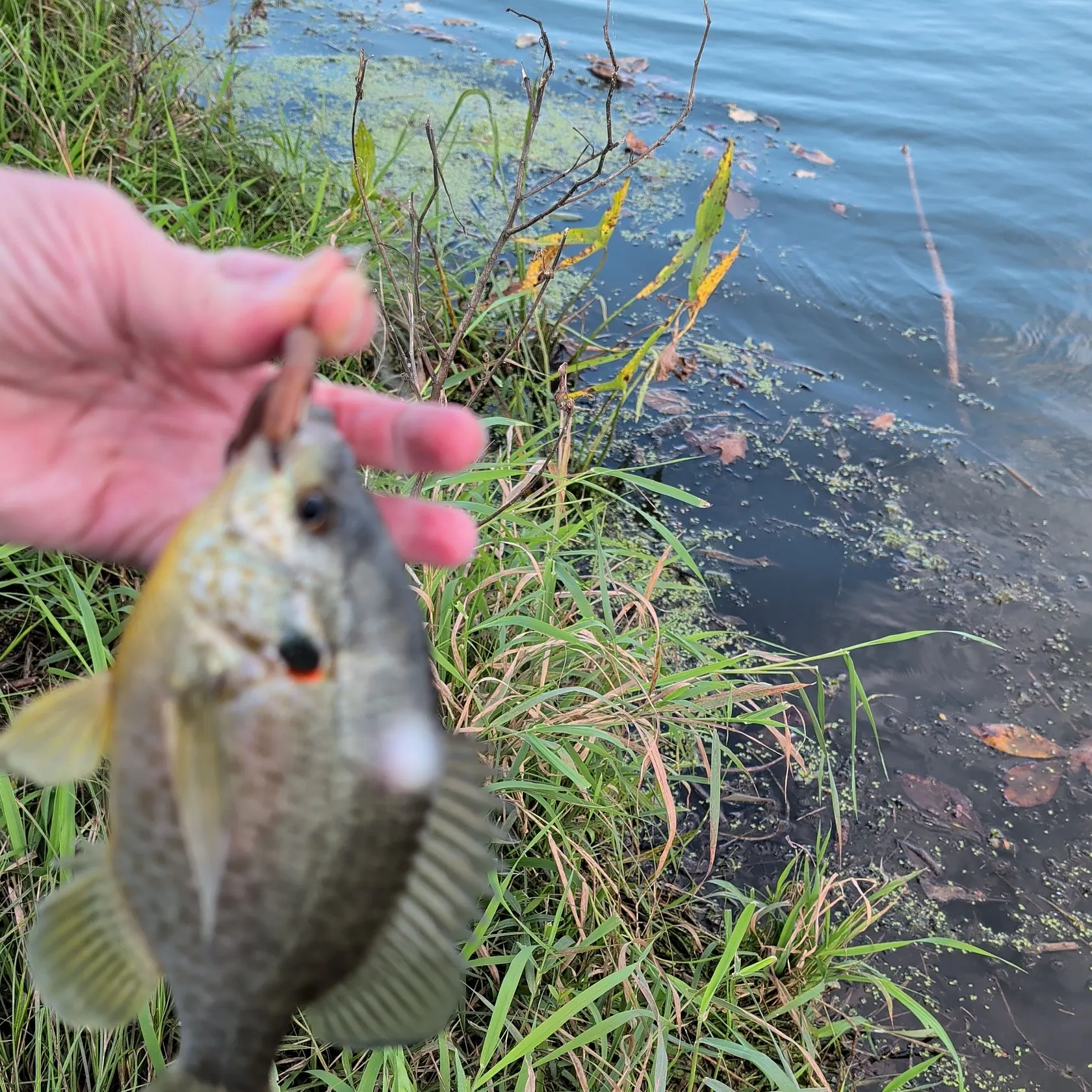 Bluegill caught on Fishbrain