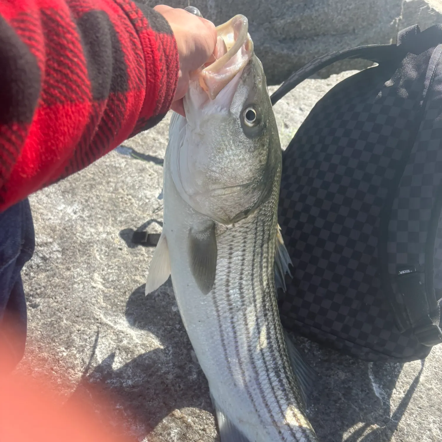 Striped bass caught on Fishbrain