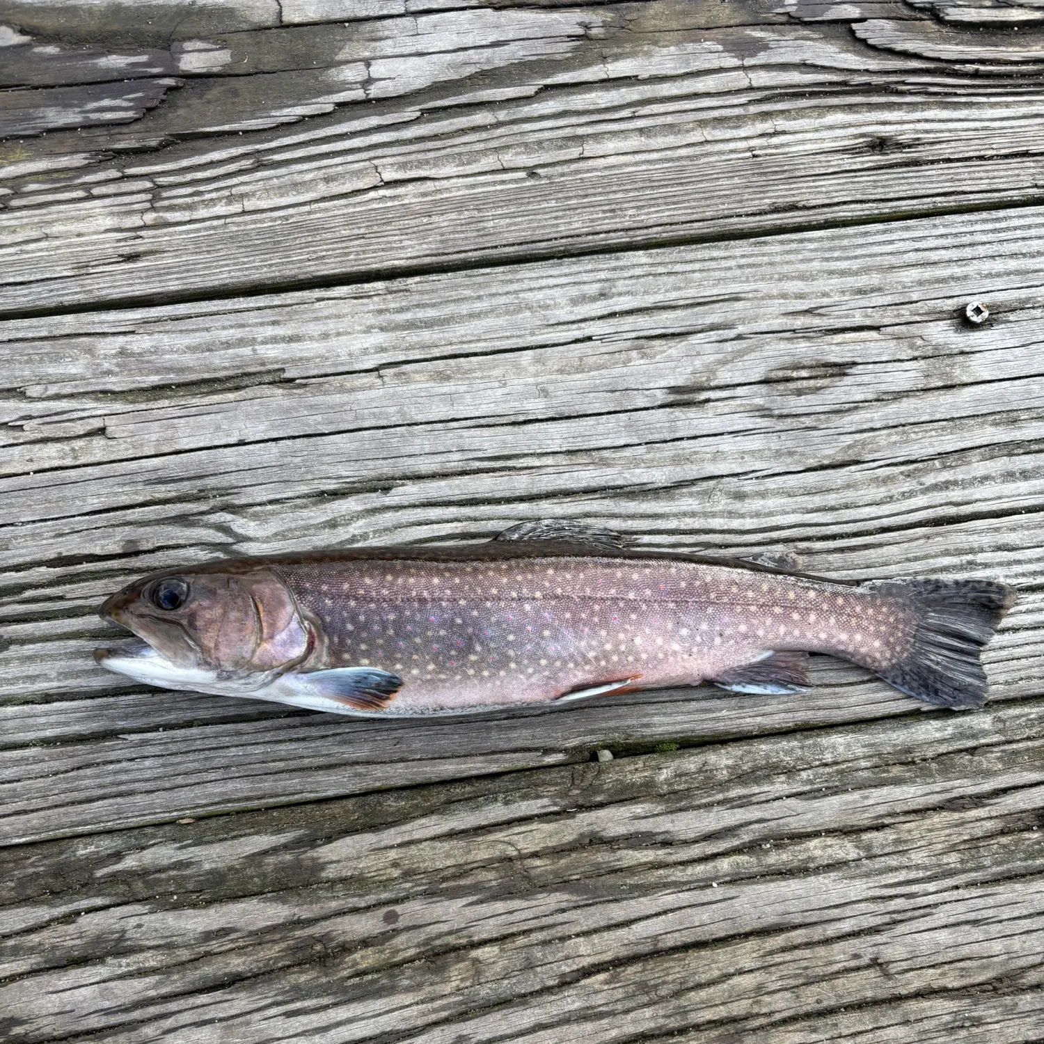 The most recent Brook trout catches on Fishbrain