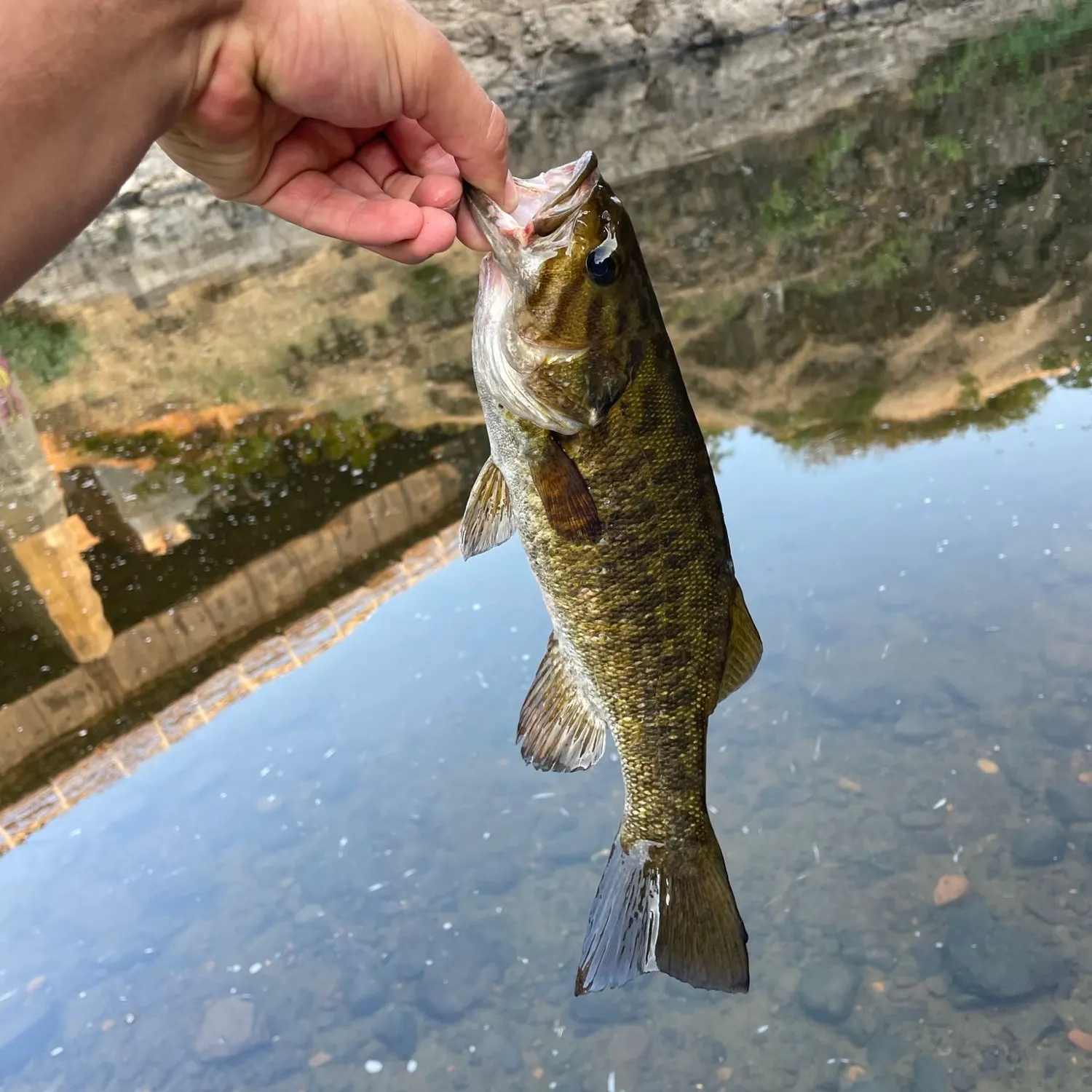 Smallmouth bass caught on Fishbrain