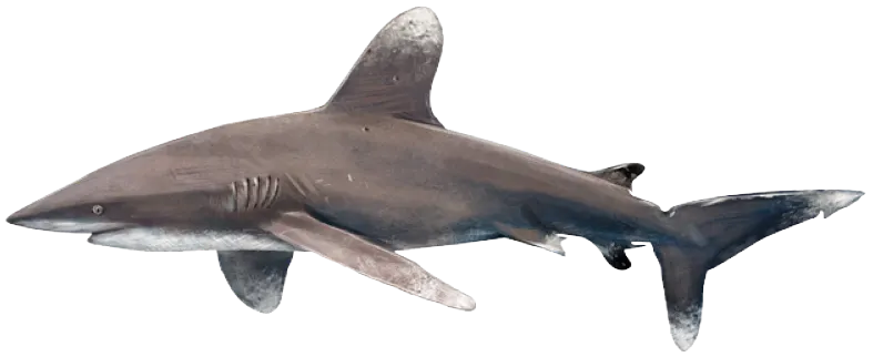 Oceanic whitetip shark