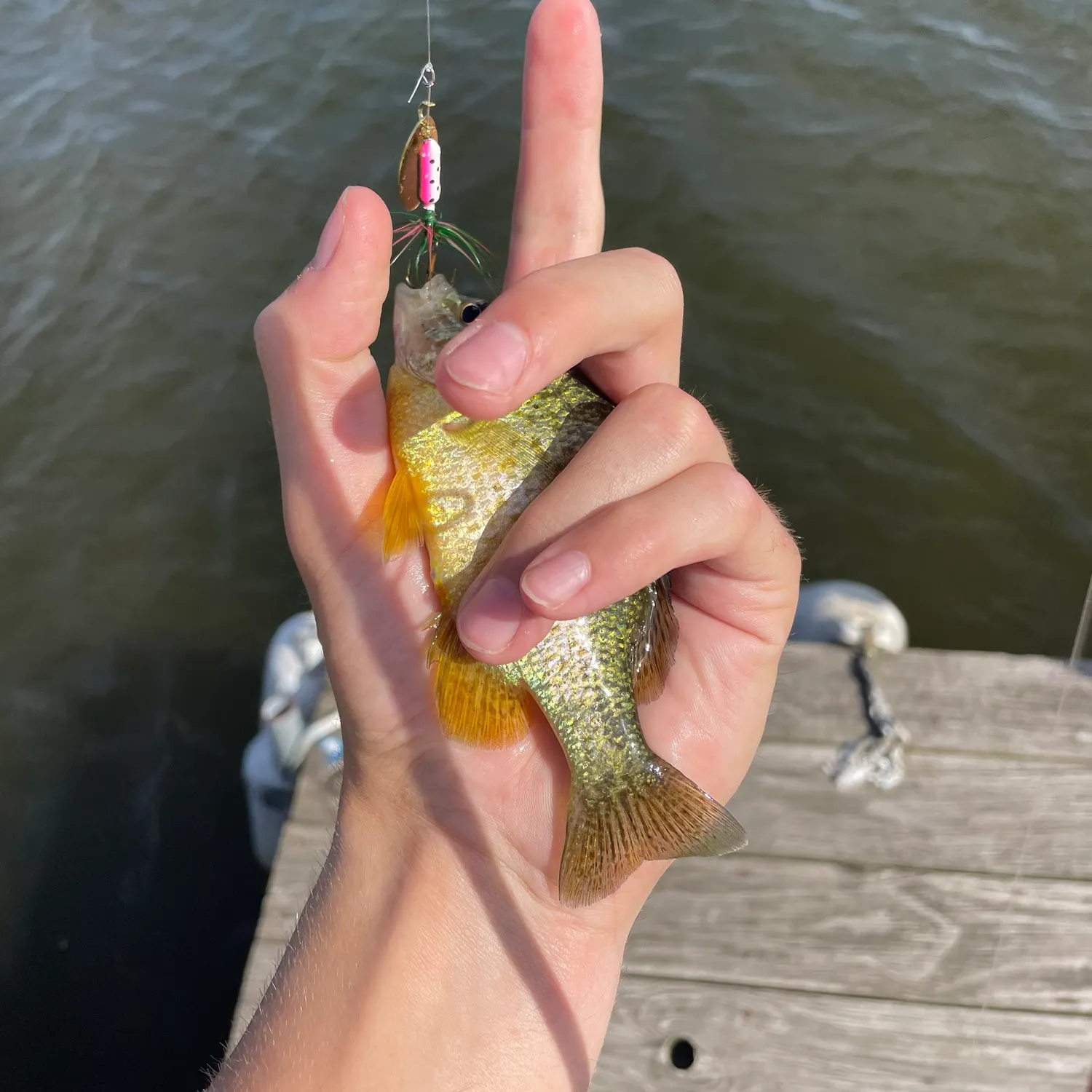 Pumpkinseed caught on Fishbrain