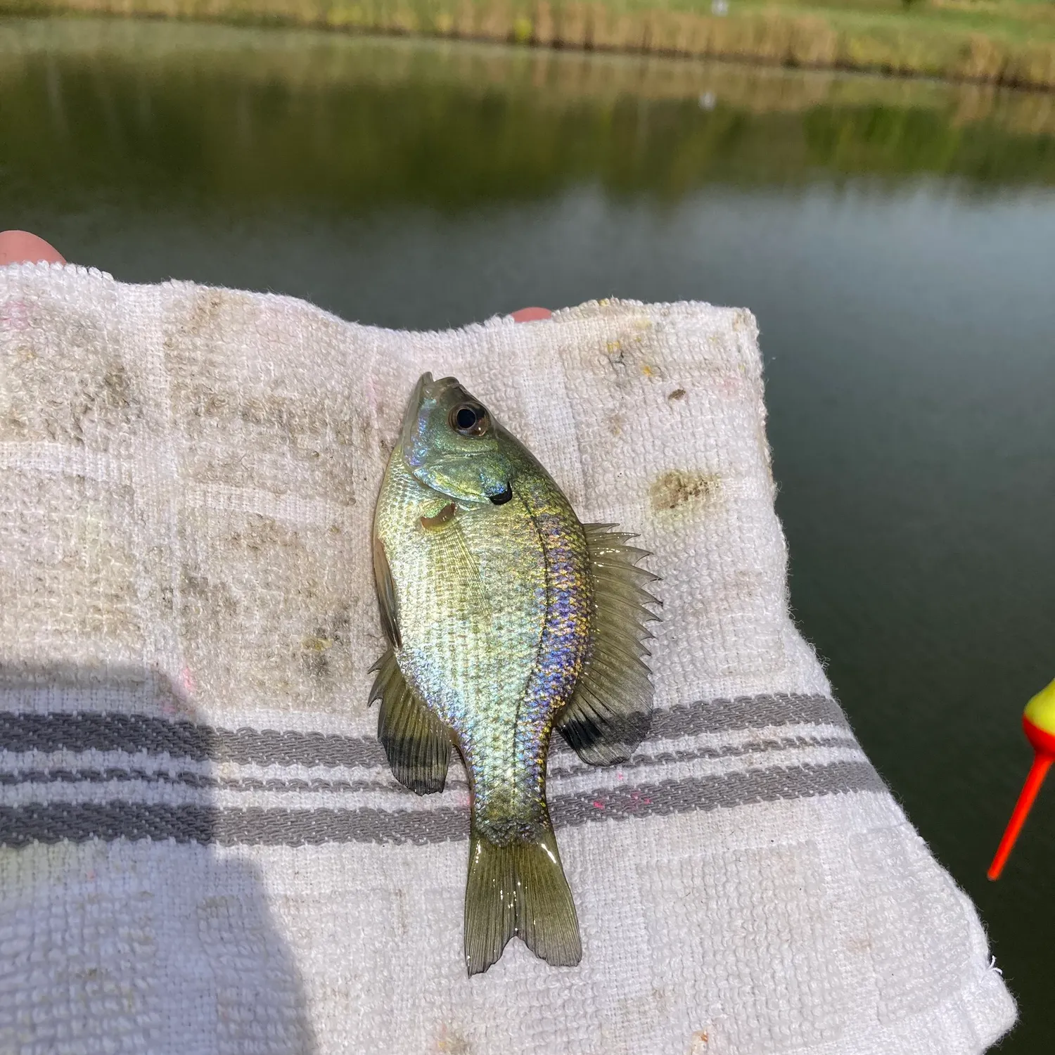 Bluegill caught on Fishbrain