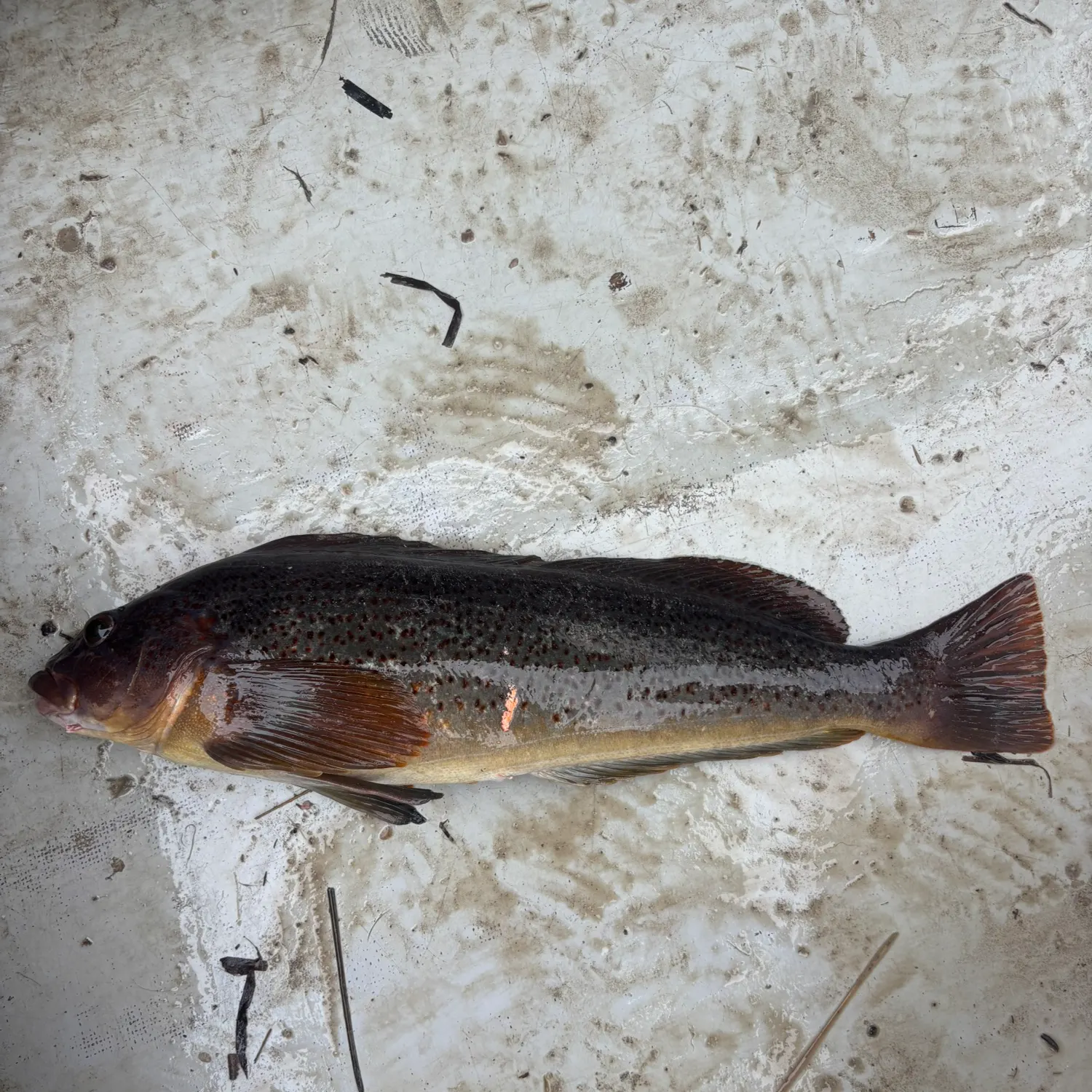 Kelp greenling caught on Fishbrain