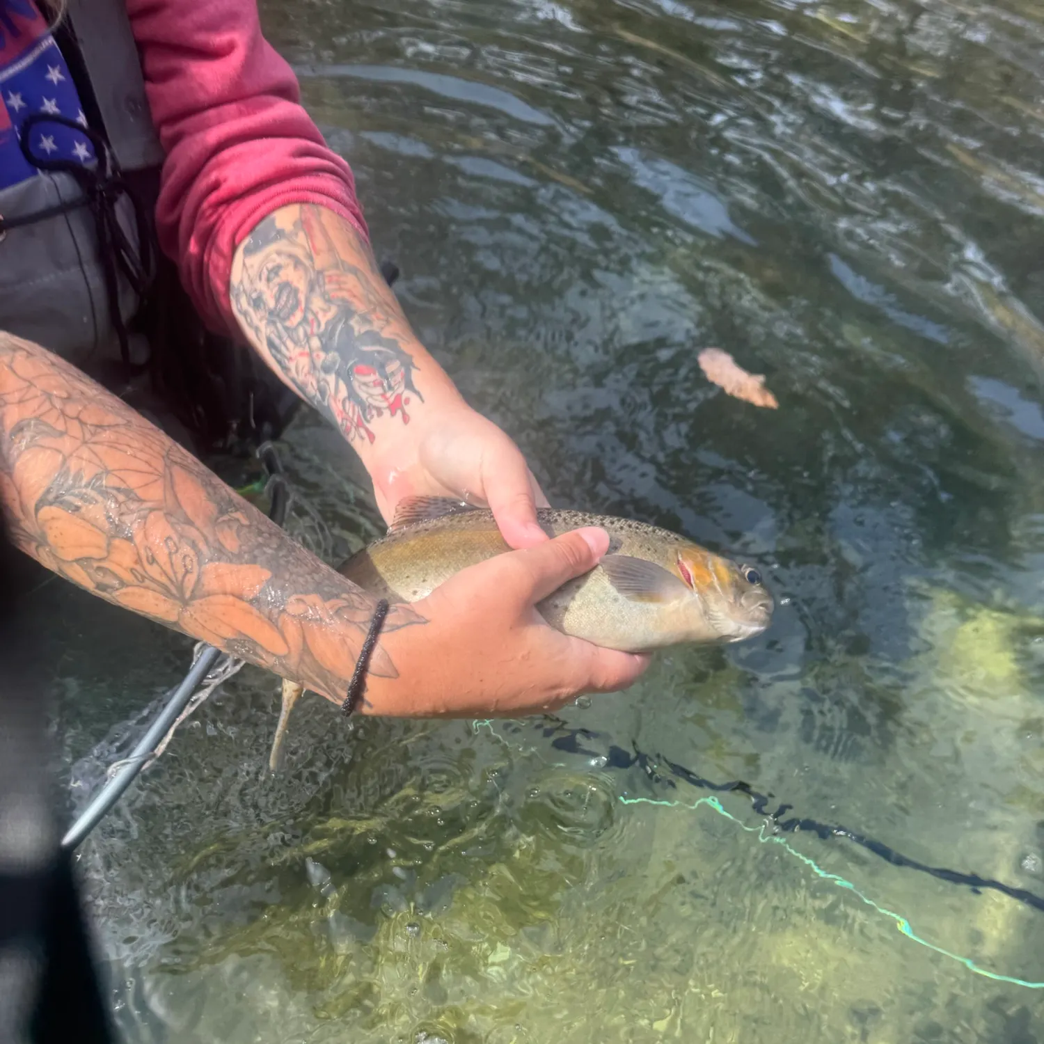 Rainbow trout caught on Fishbrain