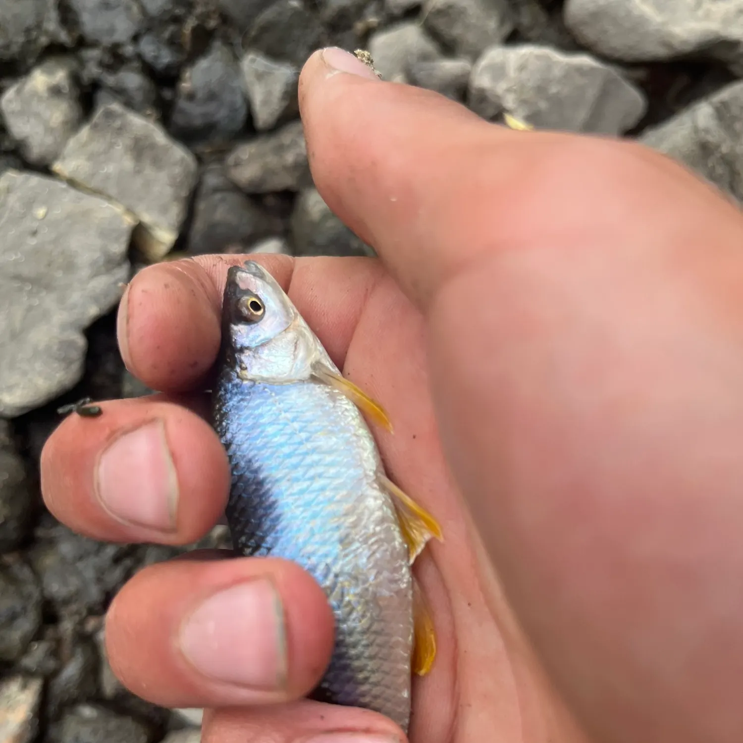 Spotfin shiner caught on Fishbrain