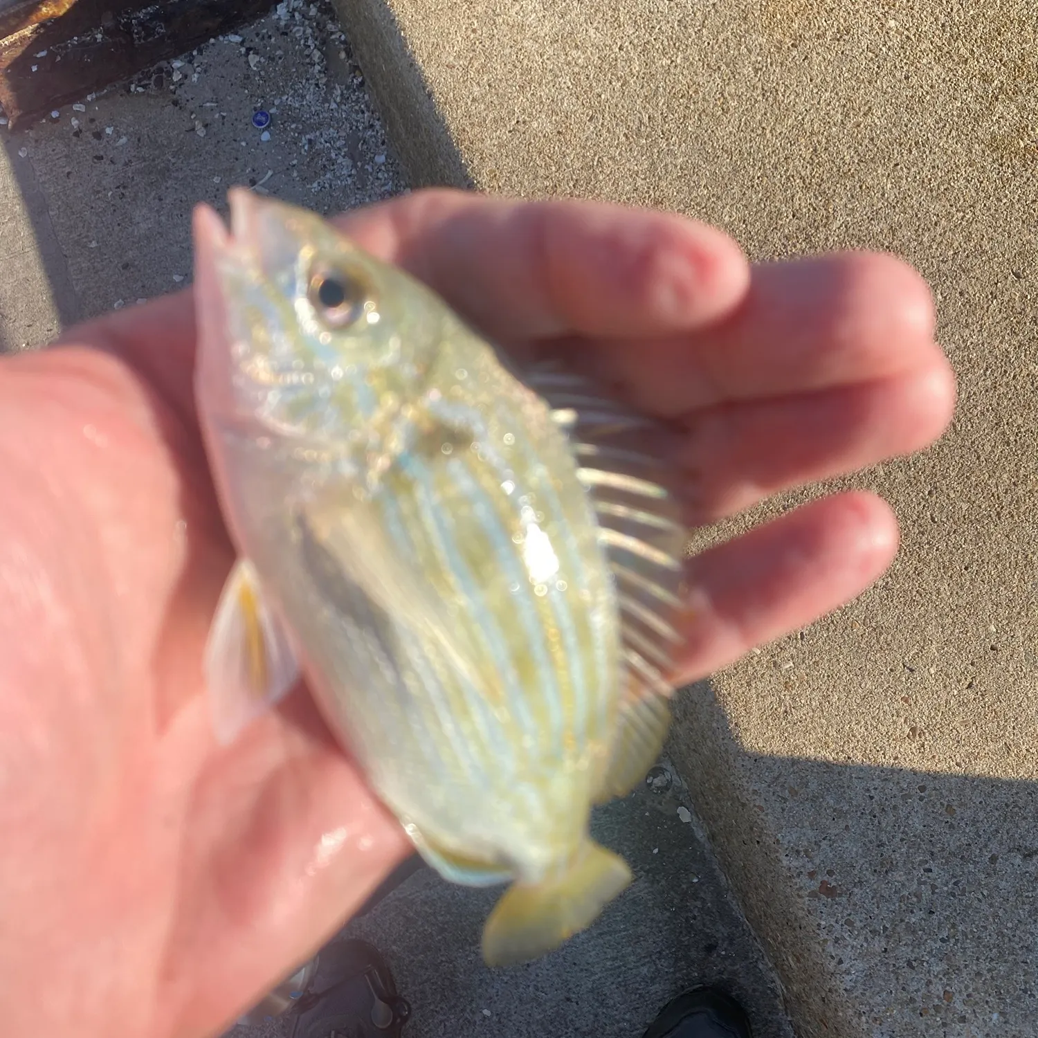 Pinfish caught on Fishbrain