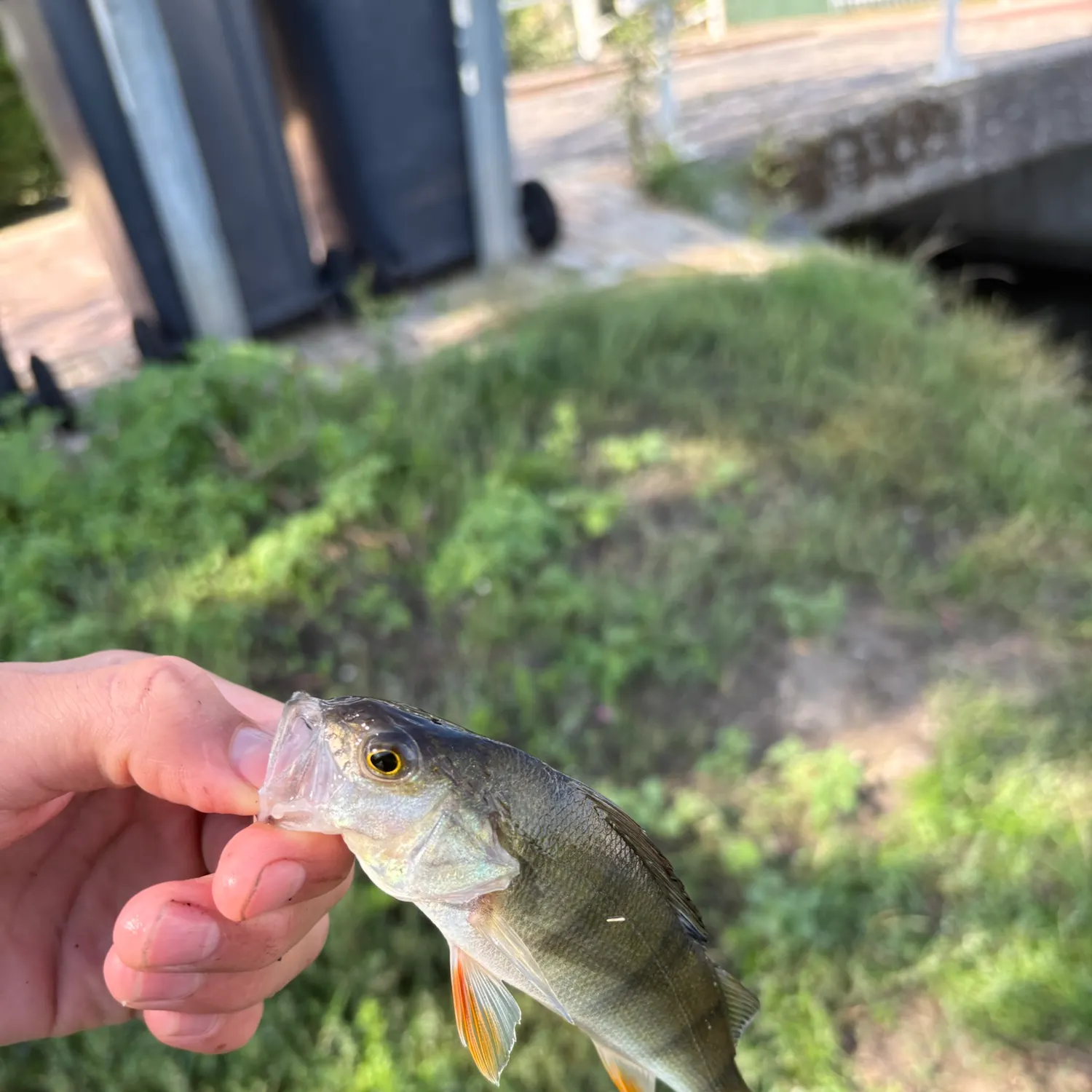 European perch caught on Fishbrain