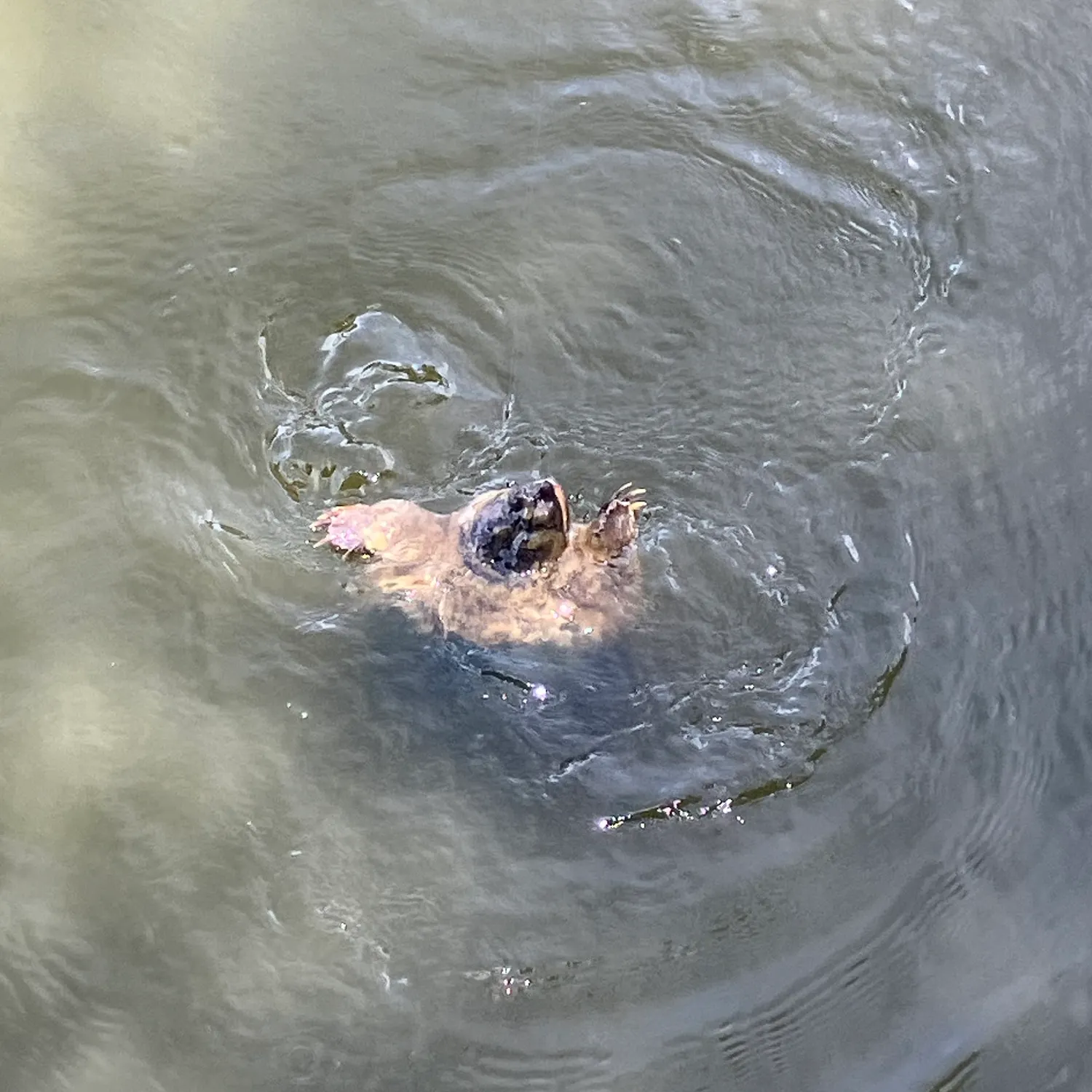 Fish caught on Fishbrain