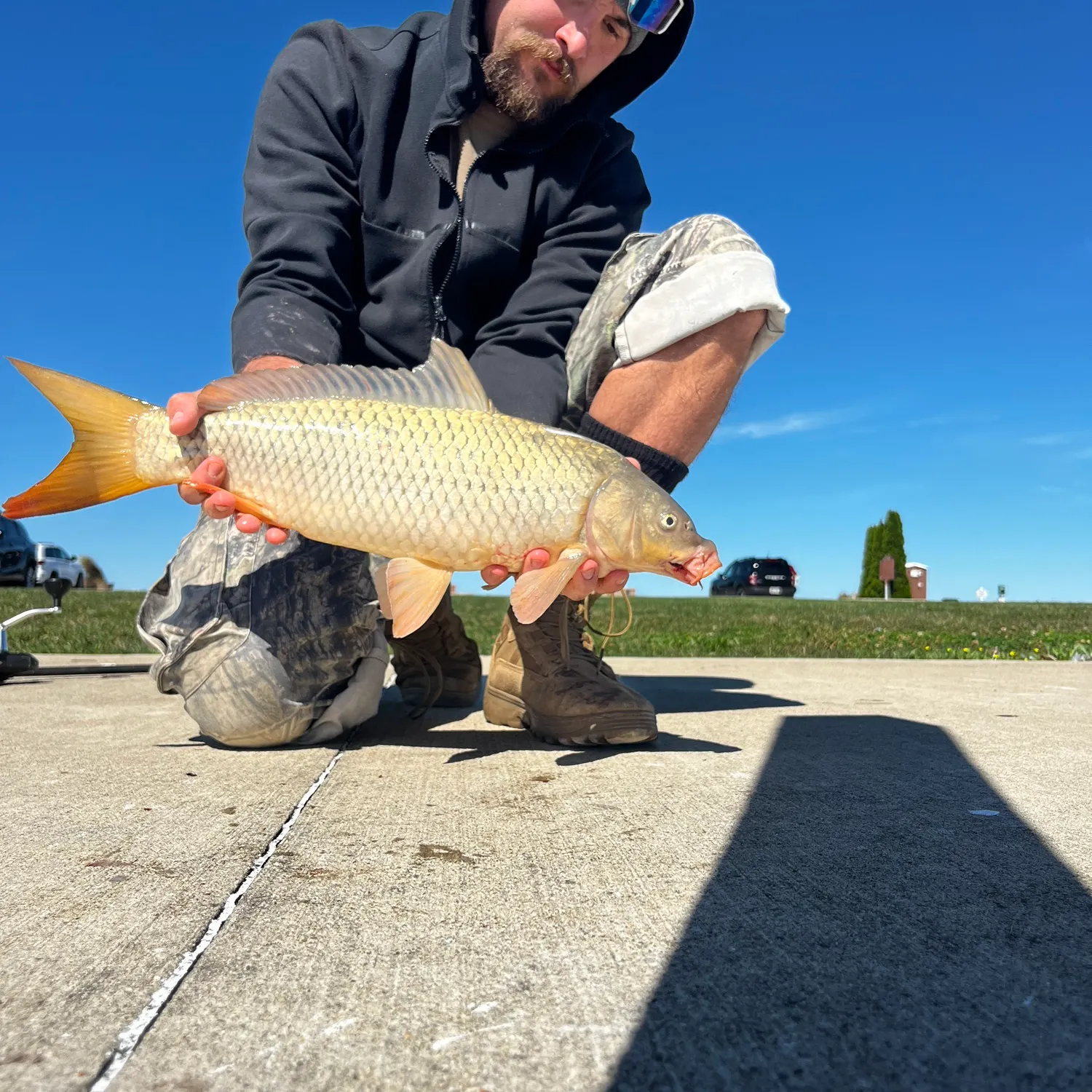 Common carp caught on Fishbrain