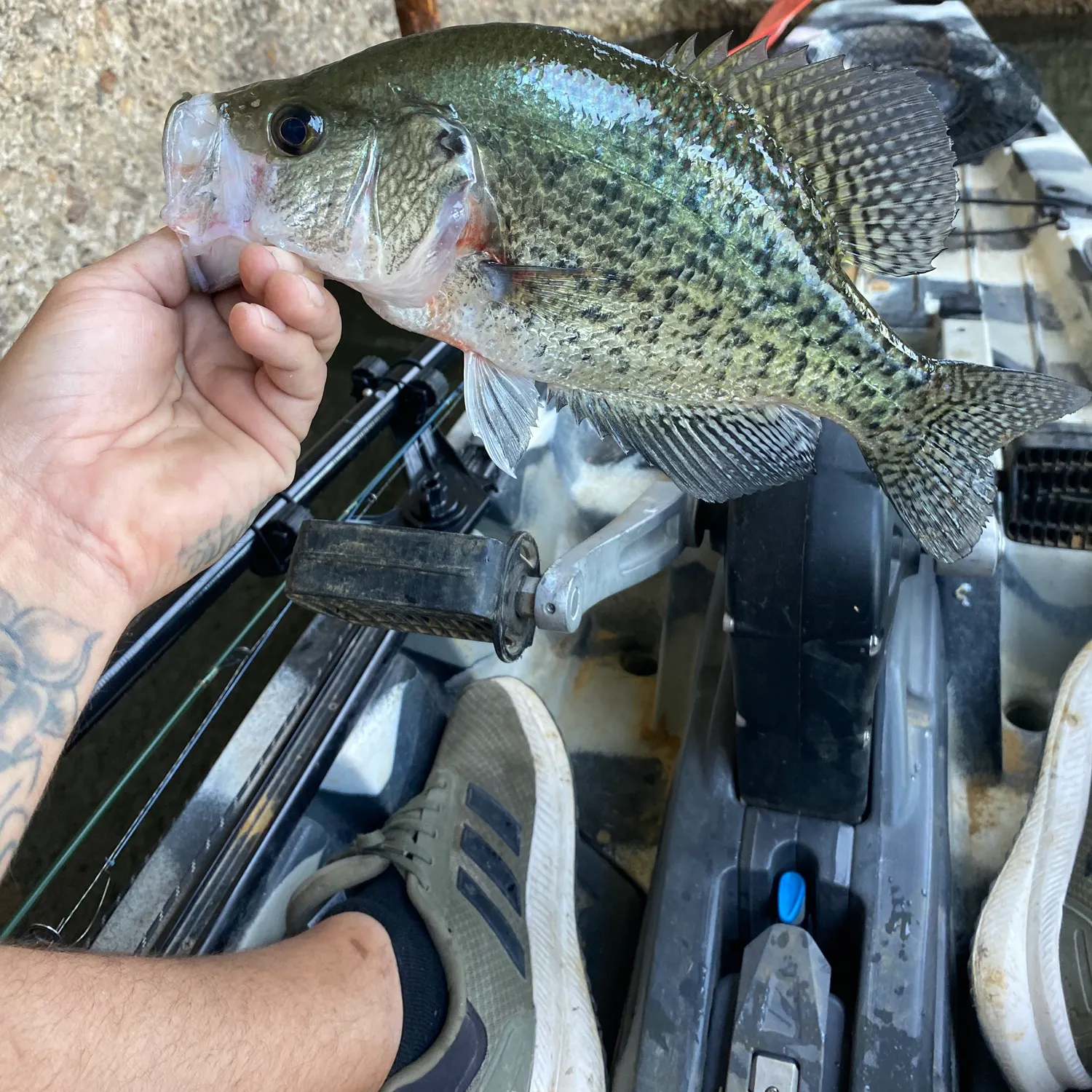 recently logged catches