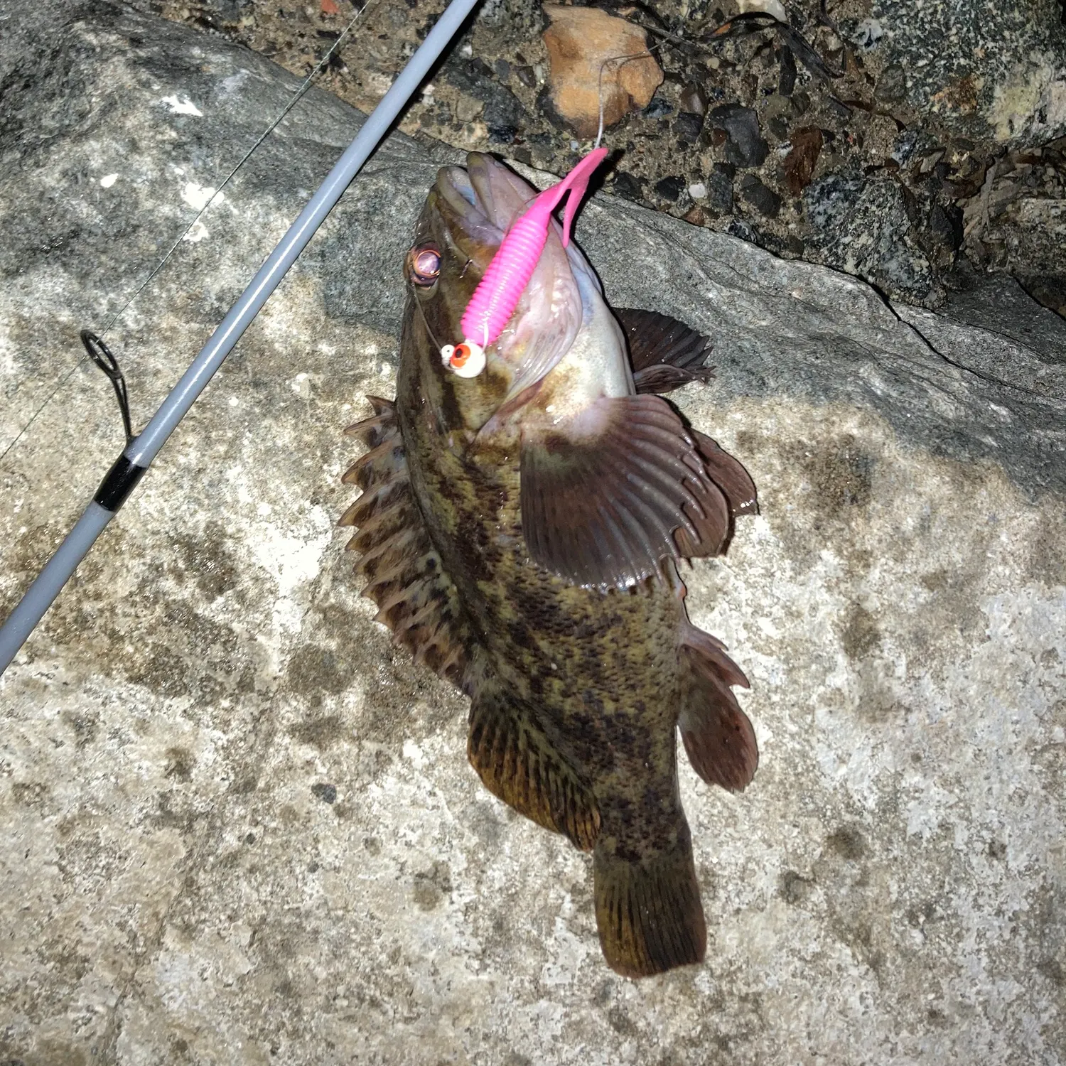 The most recent Brown rockfish catches on Fishbrain
