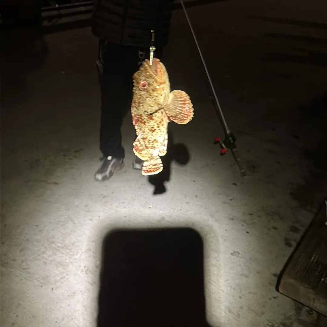 The most recent California scorpionfish catches on Fishbrain