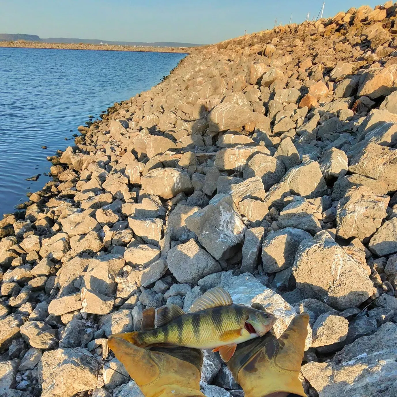 Yellow perch caught on Fishbrain