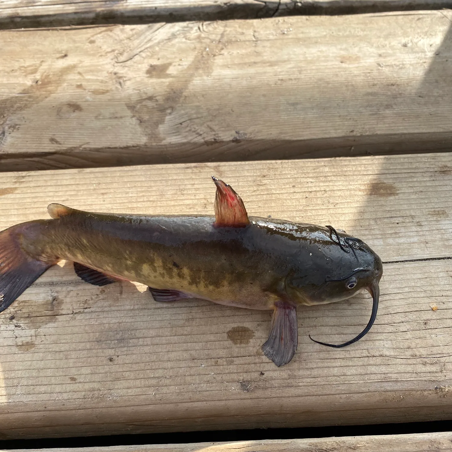 Black bullhead caught on Fishbrain