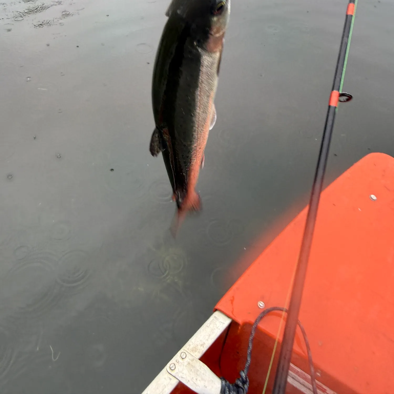 Rainbow trout caught on Fishbrain