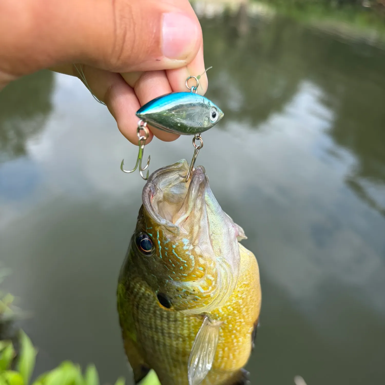 Green sunfish caught on Fishbrain
