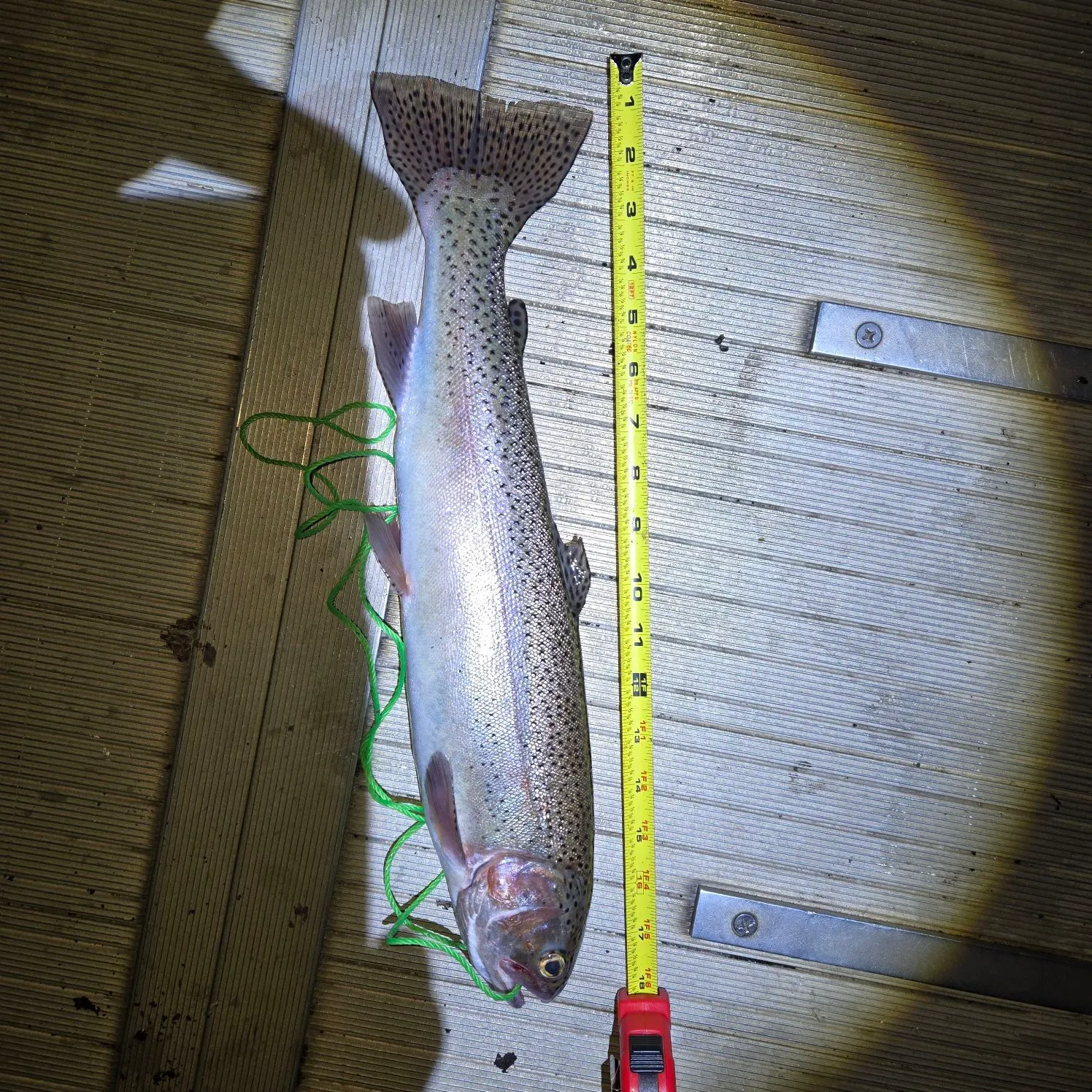 Bass Lake Ca Fishing Report: Top Tips for a Big Catch Today