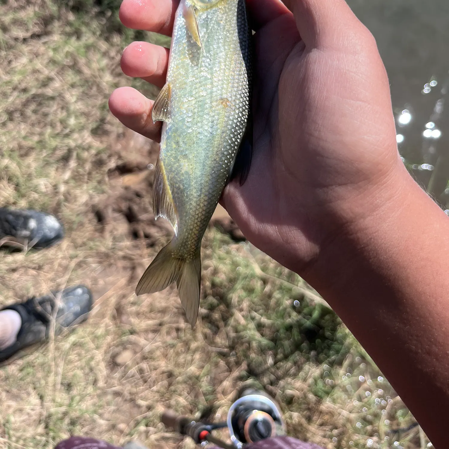 Splittail caught on Fishbrain