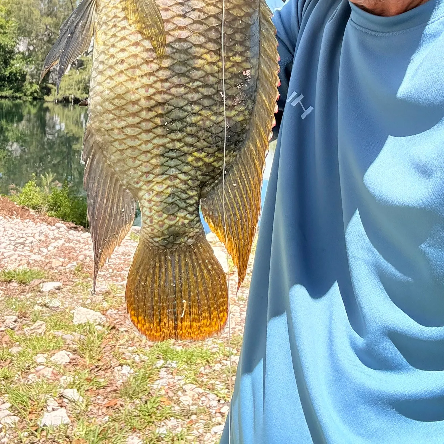 The most recent Spotted tilapia catches on Fishbrain