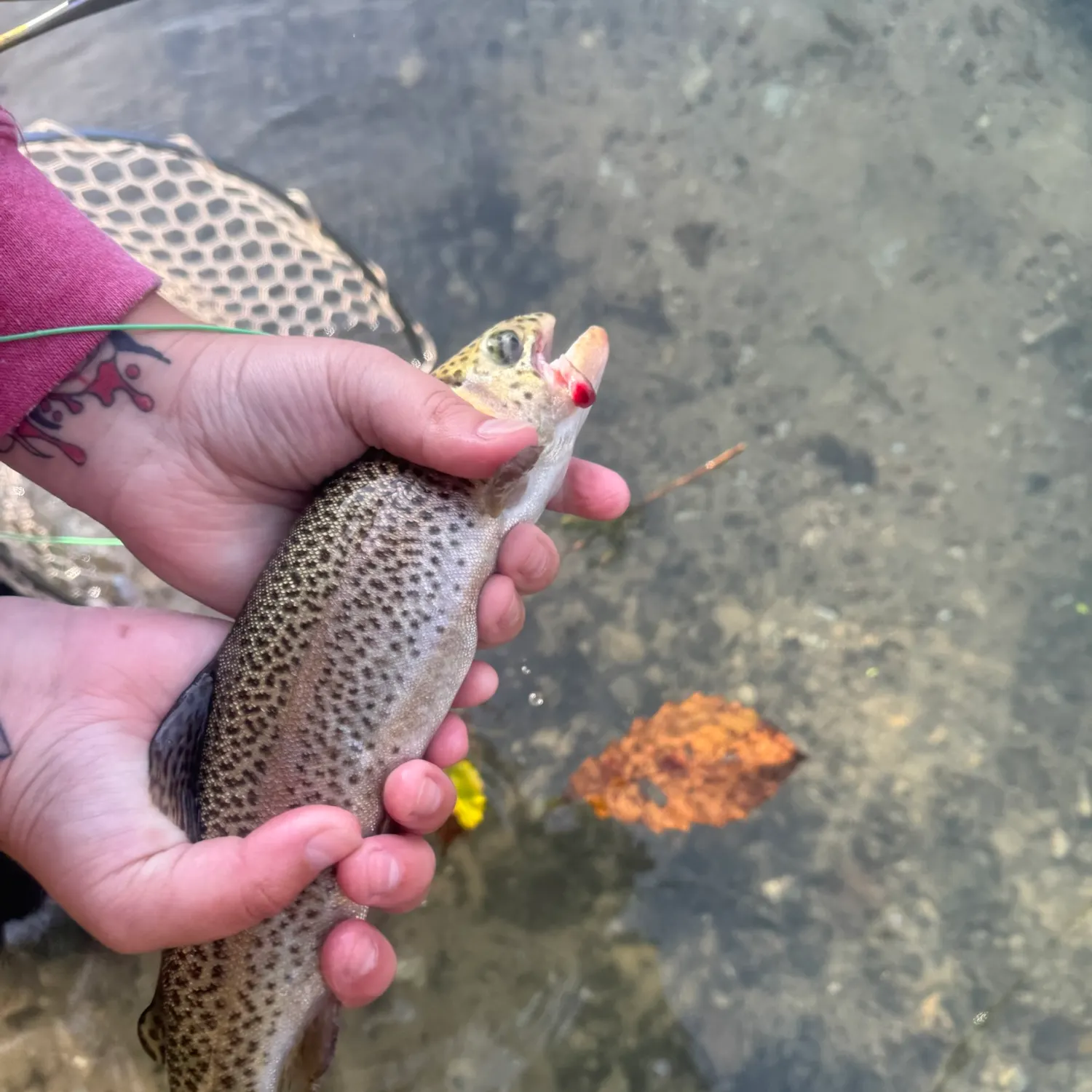 Rainbow trout caught on Fishbrain