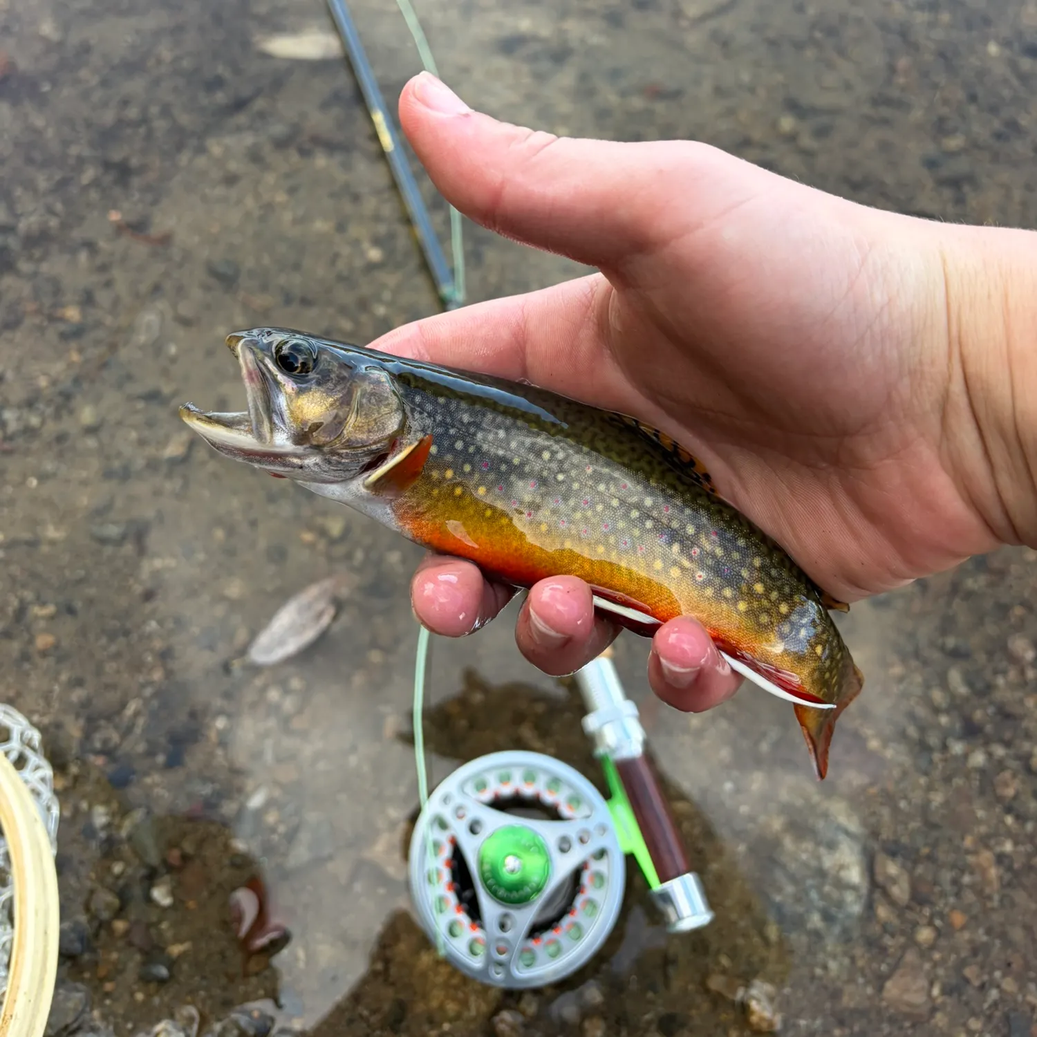 Brook trout caught on Fishbrain