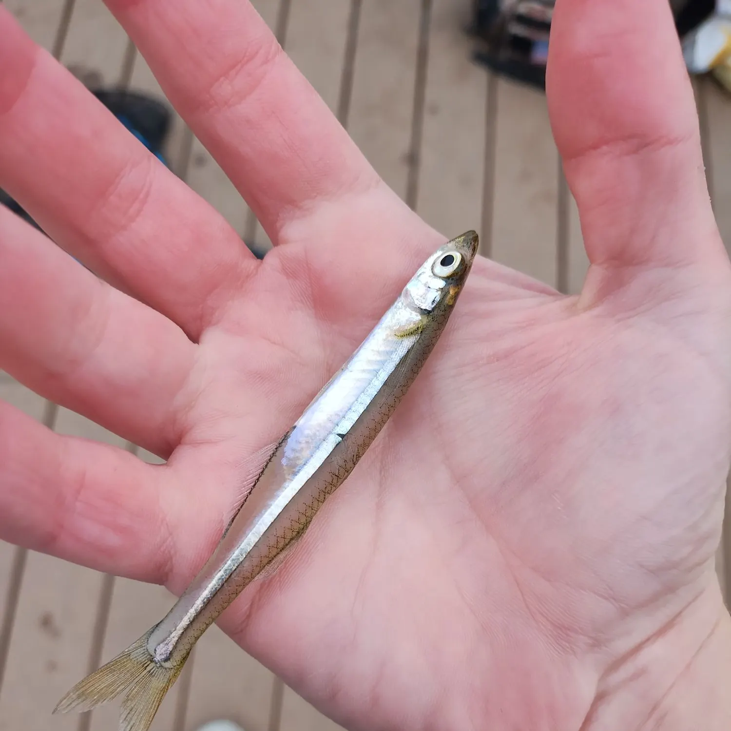 The most recent Inland silverside catches on Fishbrain