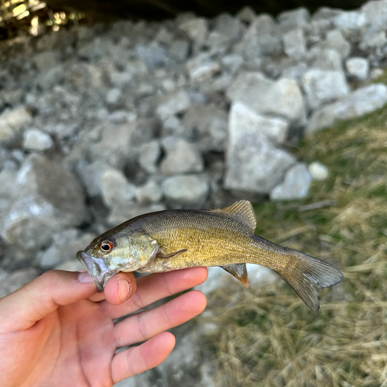 Smallmouth bass caught on Fishbrain