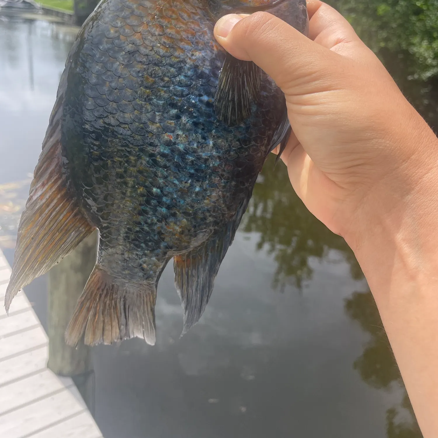 The most recent Redhead cichlid catches on Fishbrain
