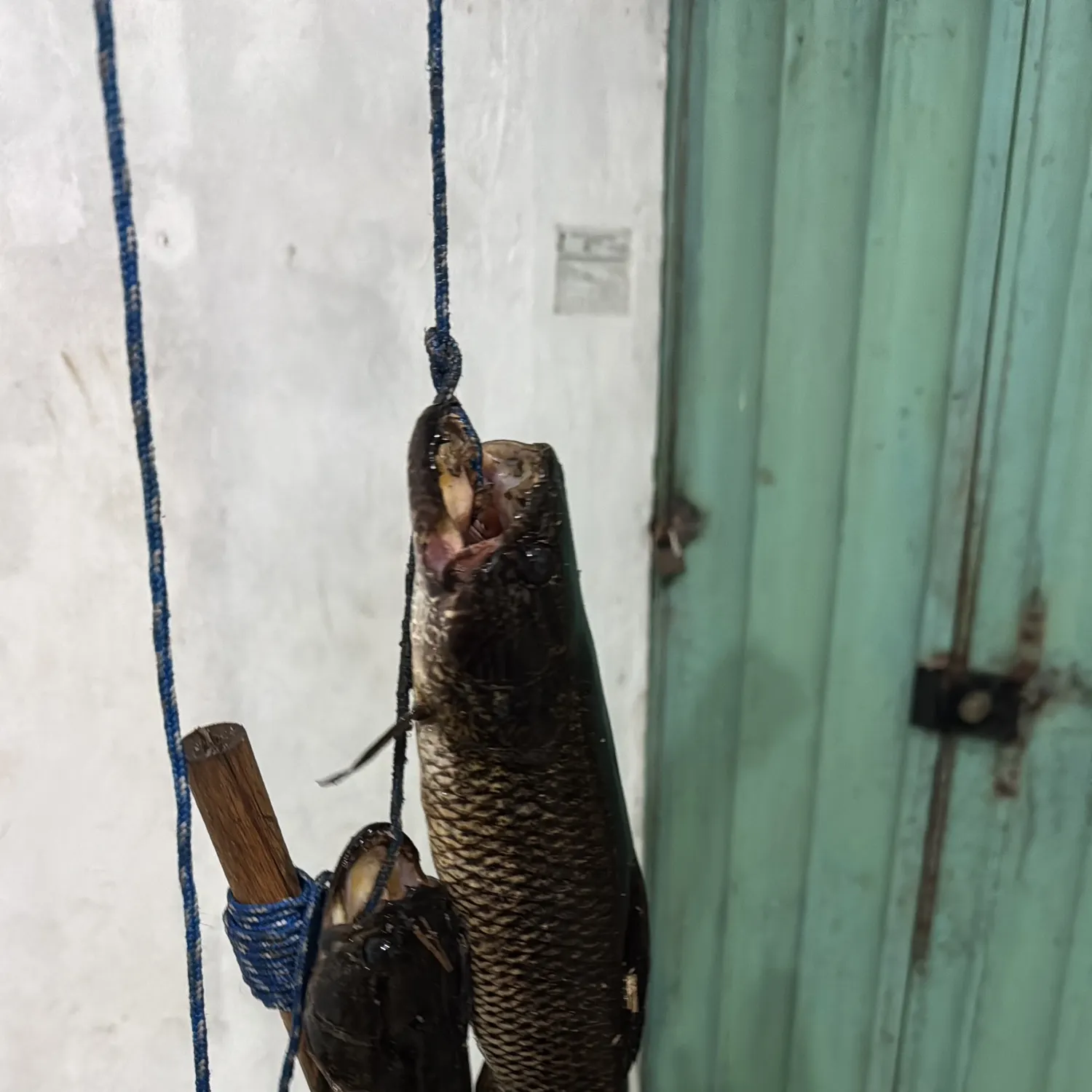 The most recent Trahira catches on Fishbrain