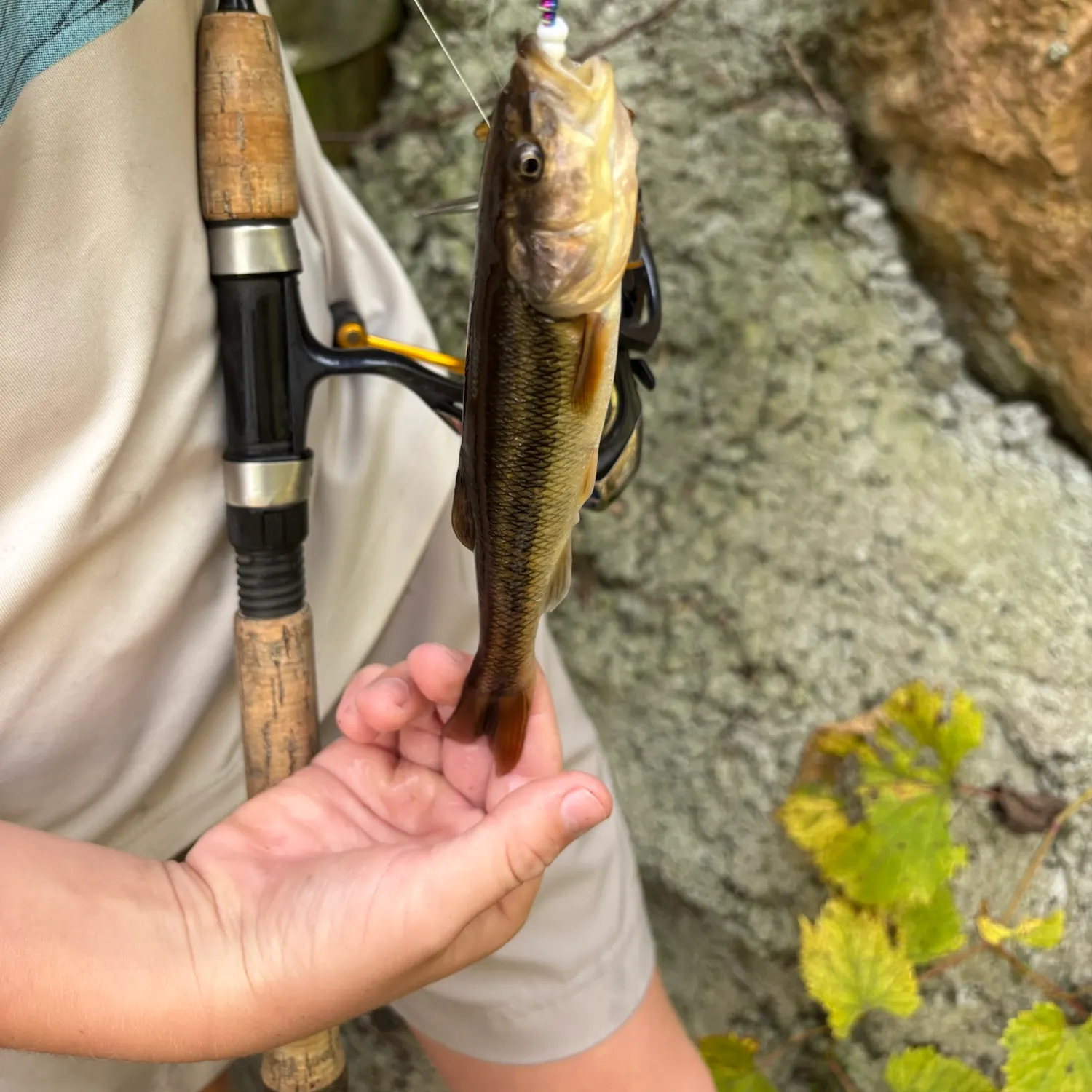 Creek chub caught on Fishbrain