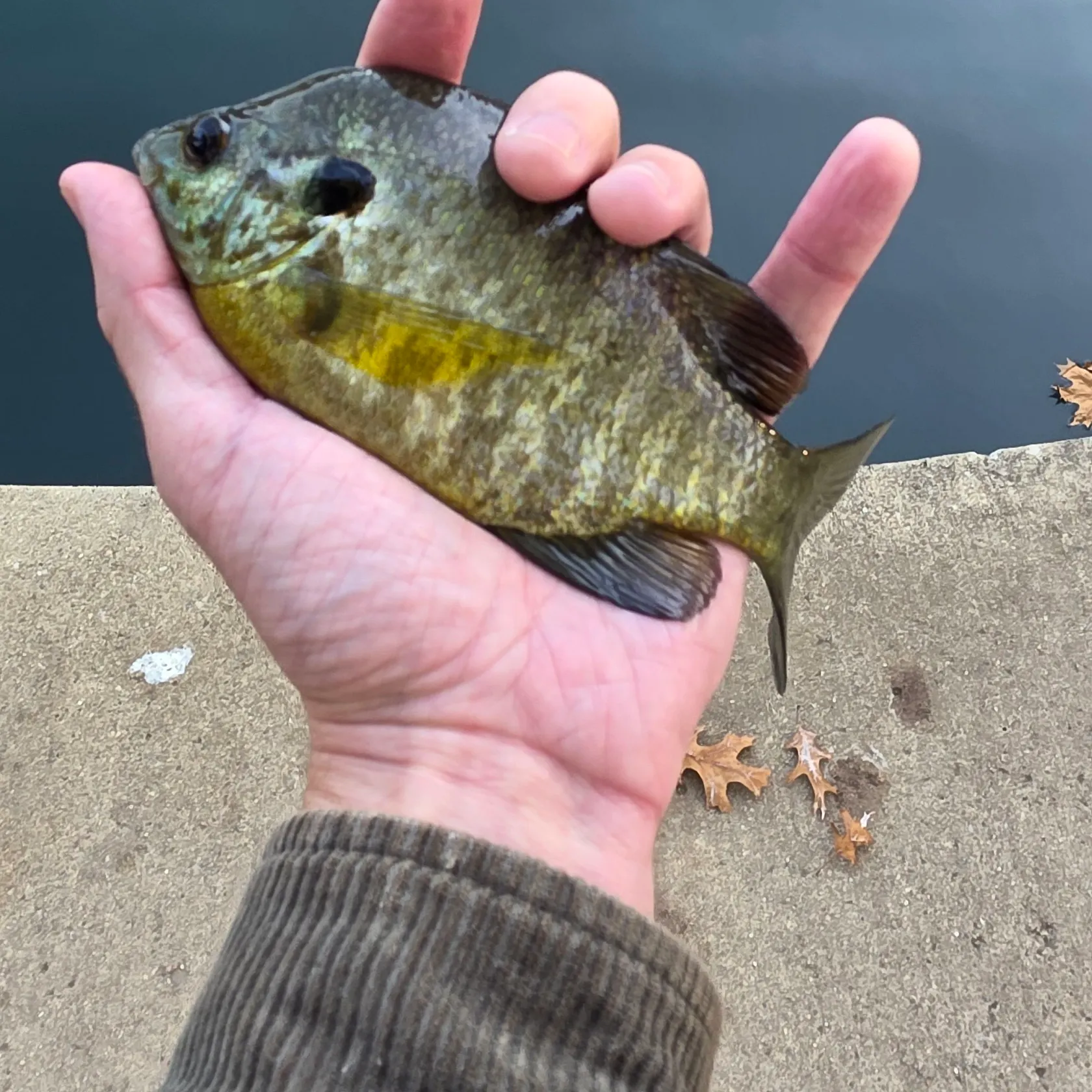 Bluegill caught on Fishbrain