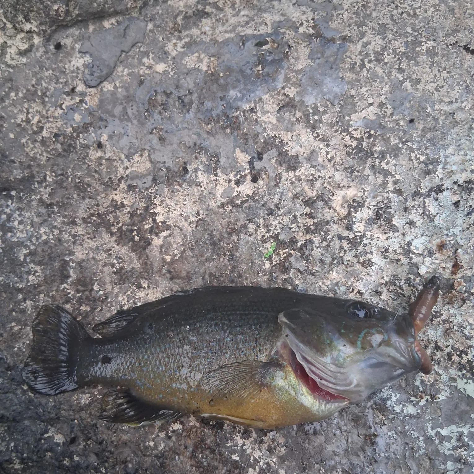 Green sunfish caught on Fishbrain