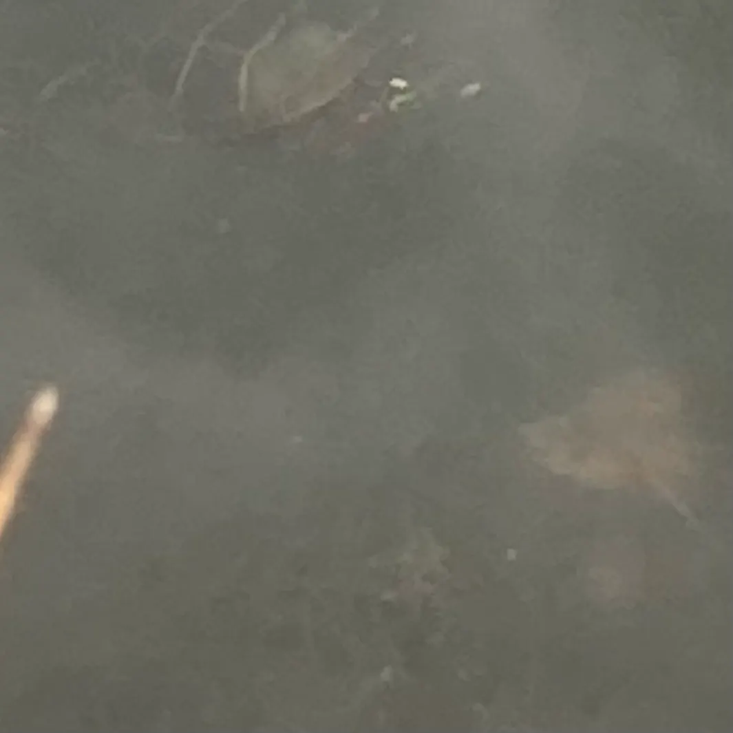 The most recent Painted turtle catches on Fishbrain