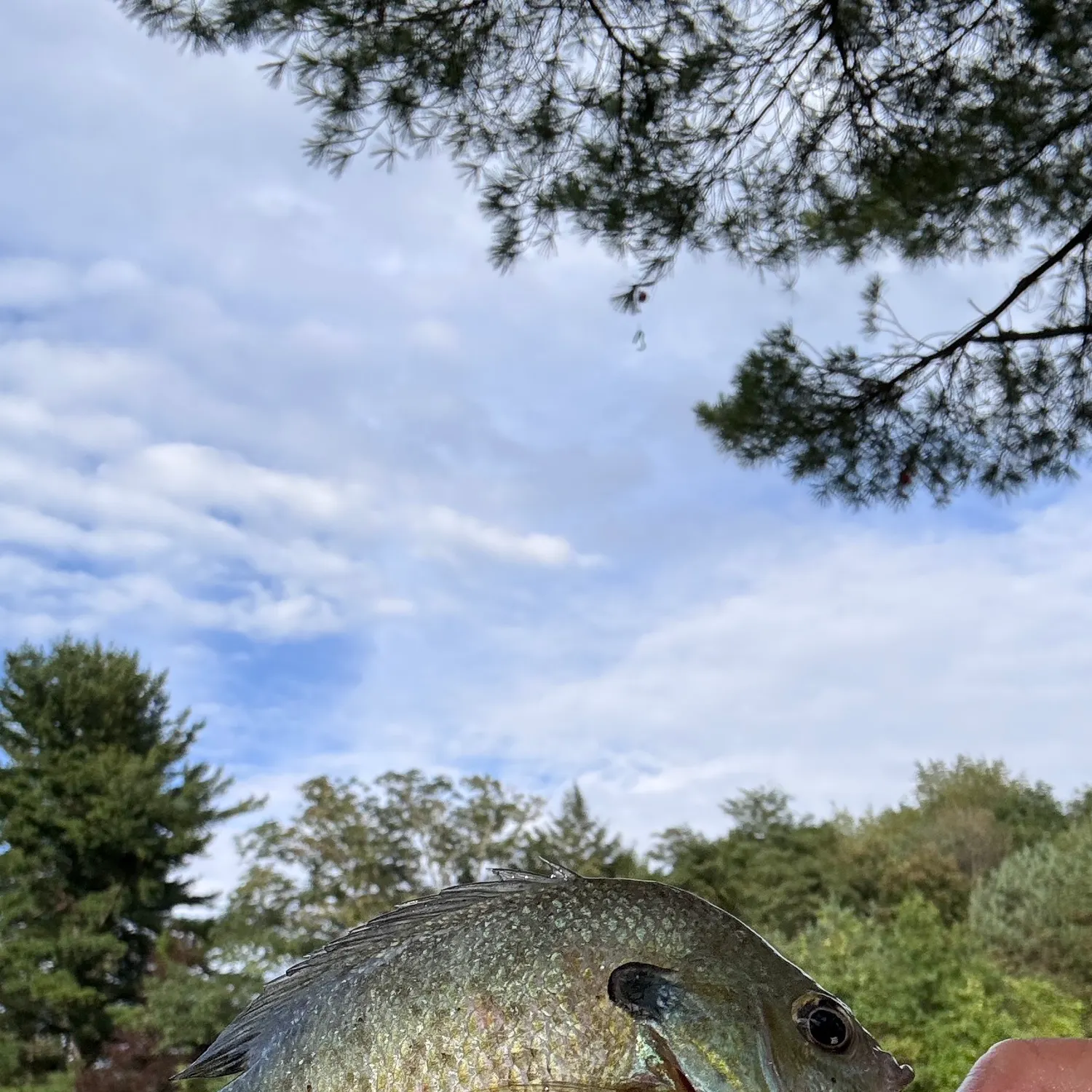 Bluegill caught on Fishbrain