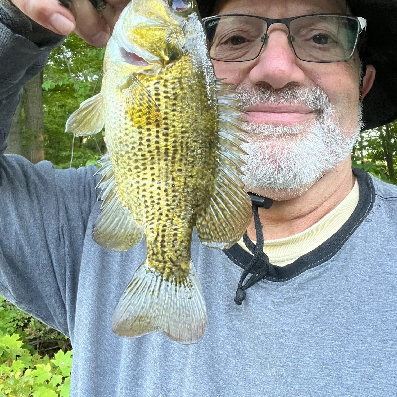 Rock bass caught on Fishbrain